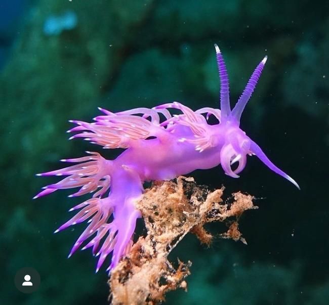 Nudibranch