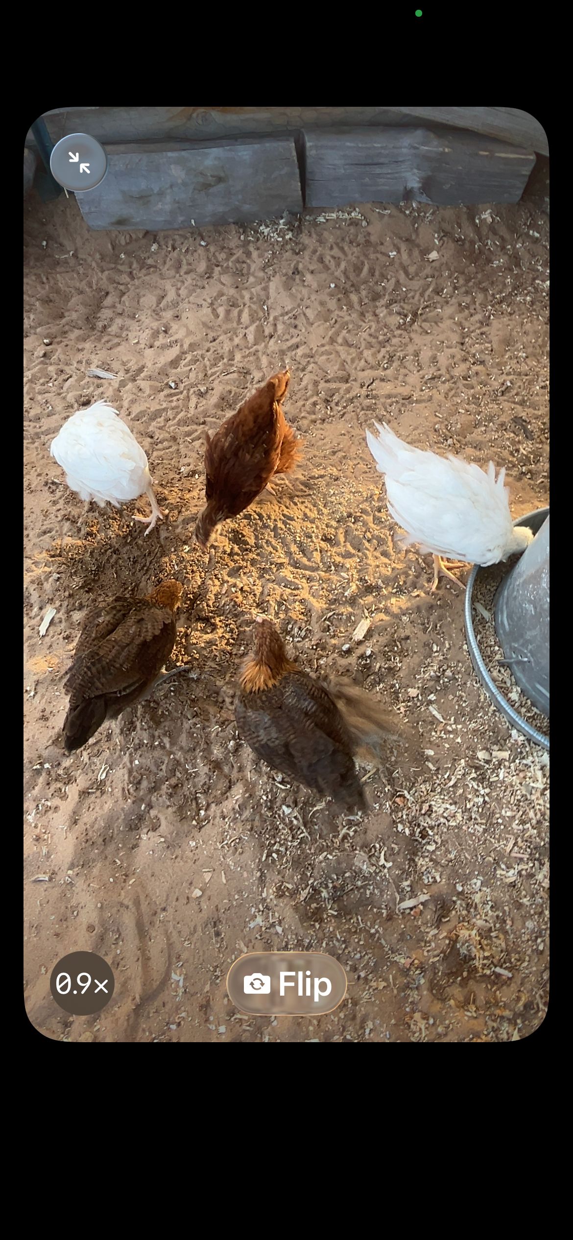 All five chickens together โ Ginger, Lili, Lucy, Pearl, and Lady foraging in the coop at 11 weeks old