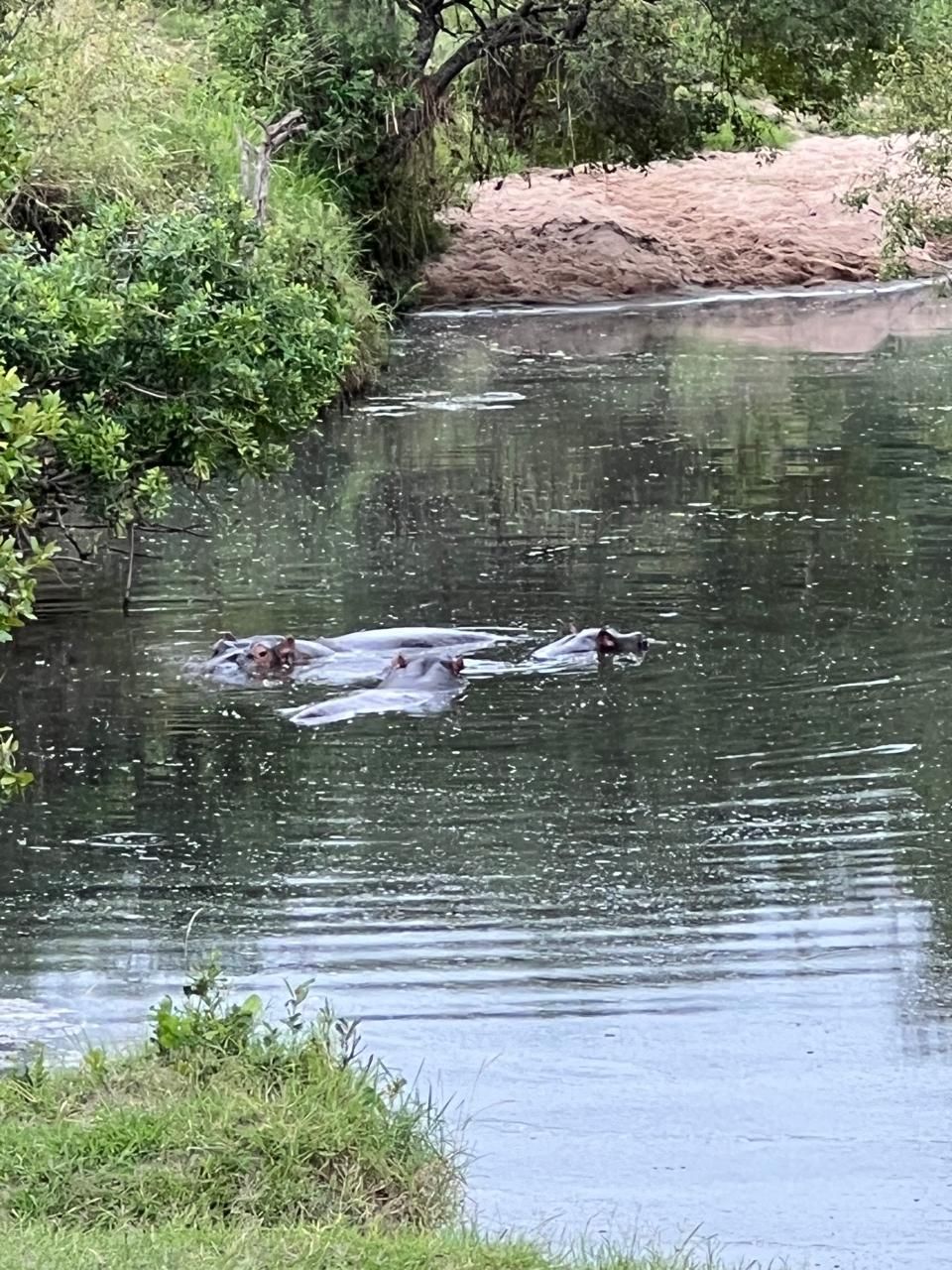 Hippos in a river during a Pinkelle Safaris game drive