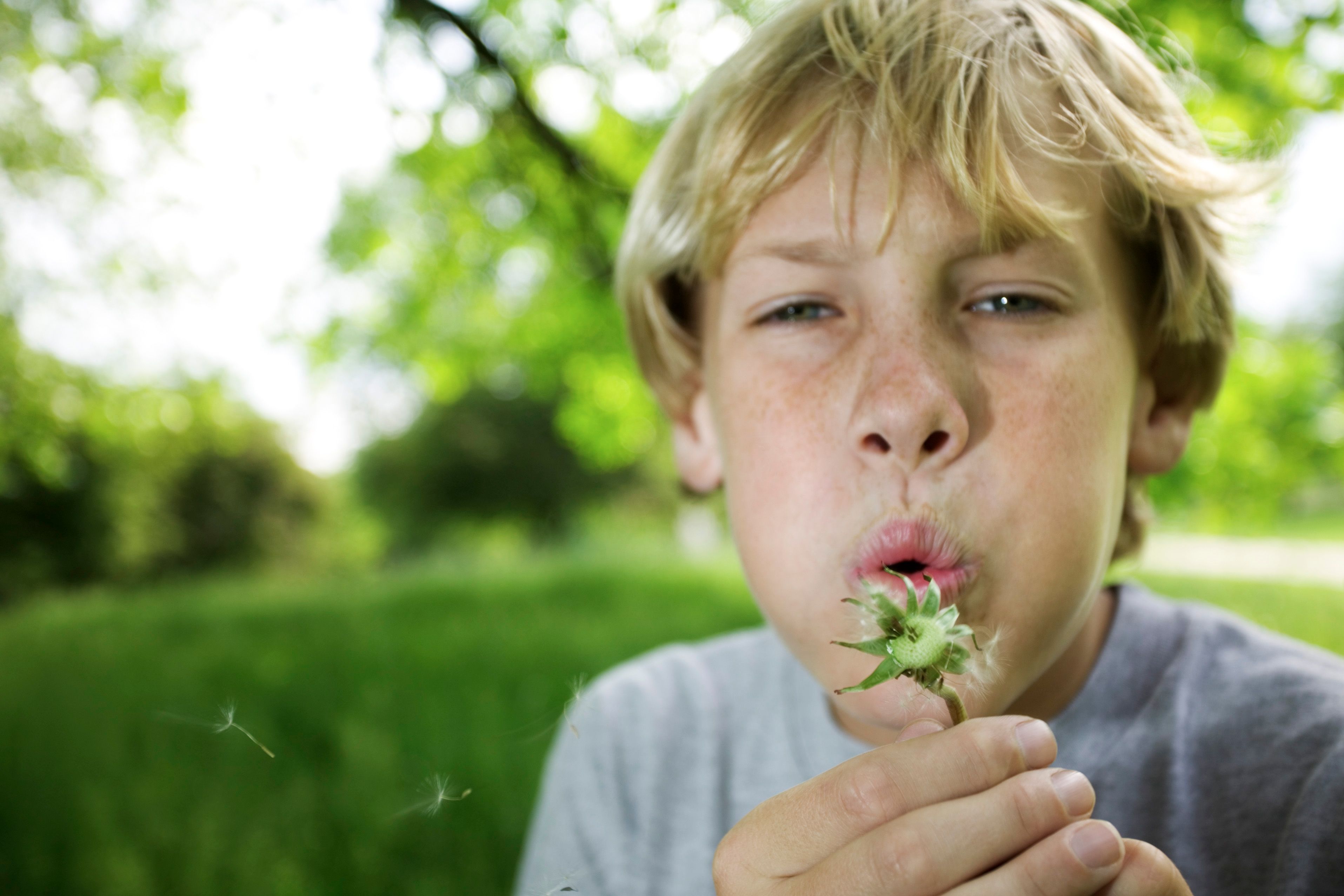 Child blowing dandelion seeds in a sunny field