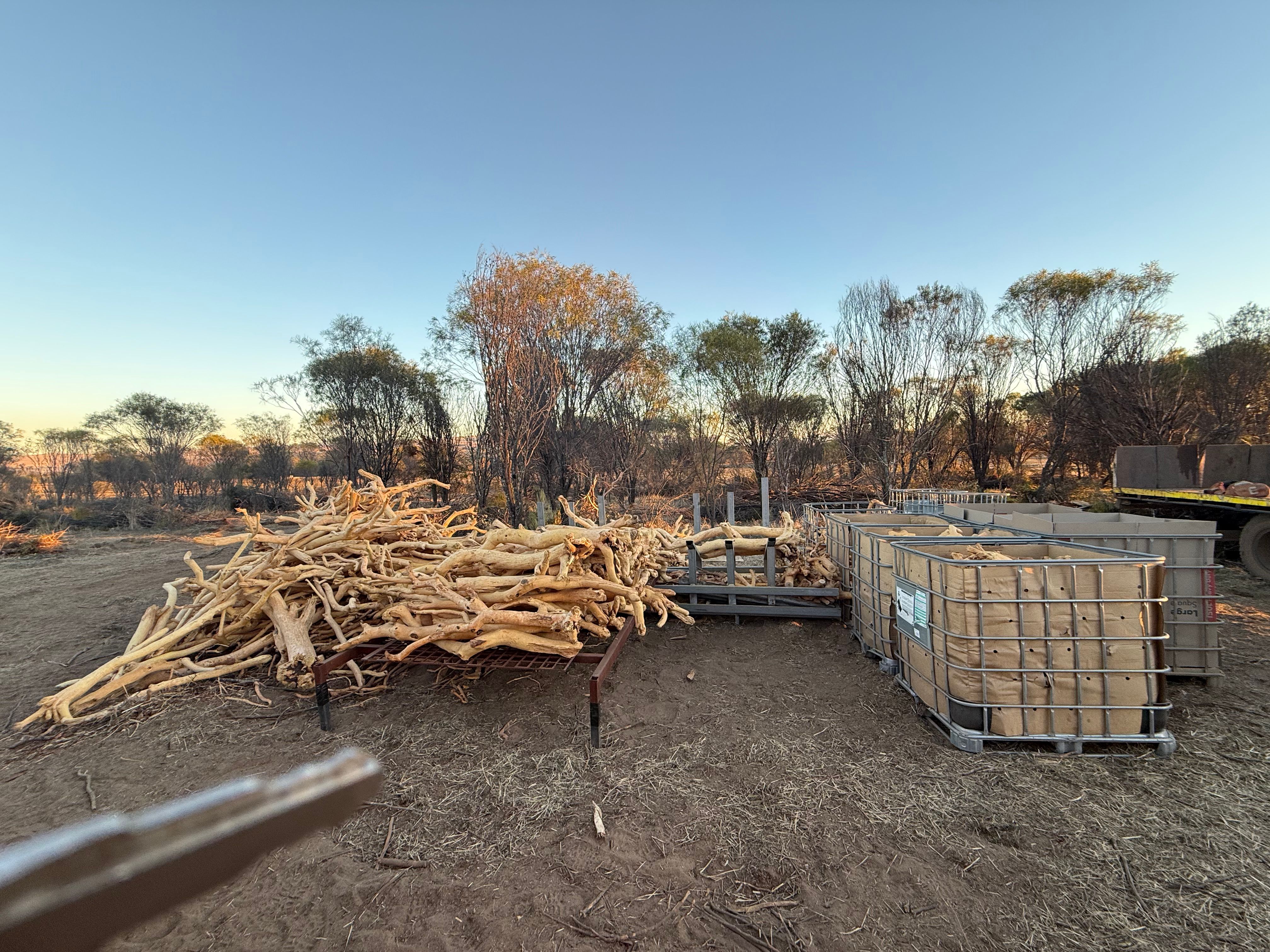 Graded sandalwood on racks