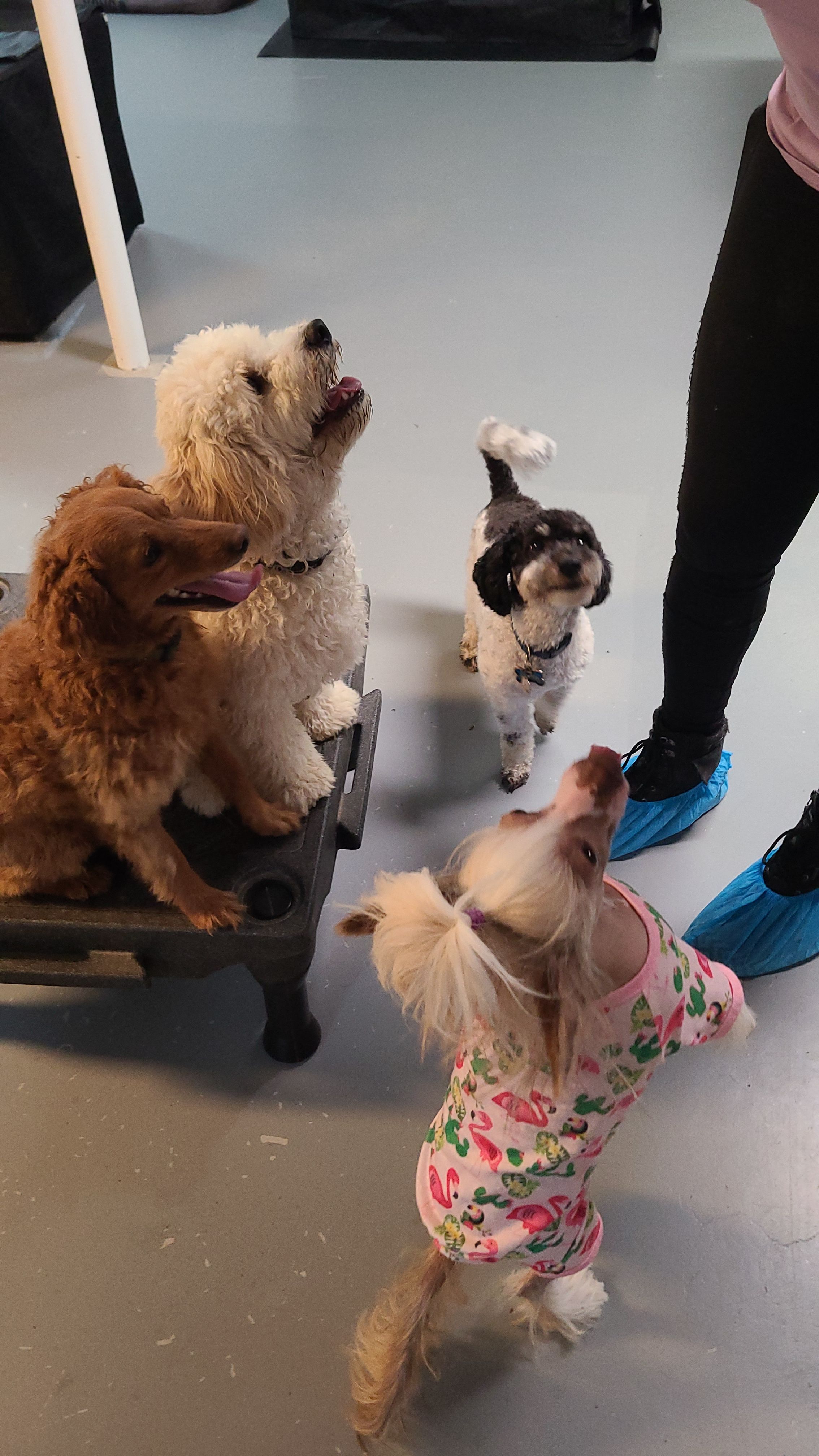 Dogs on elevated platform