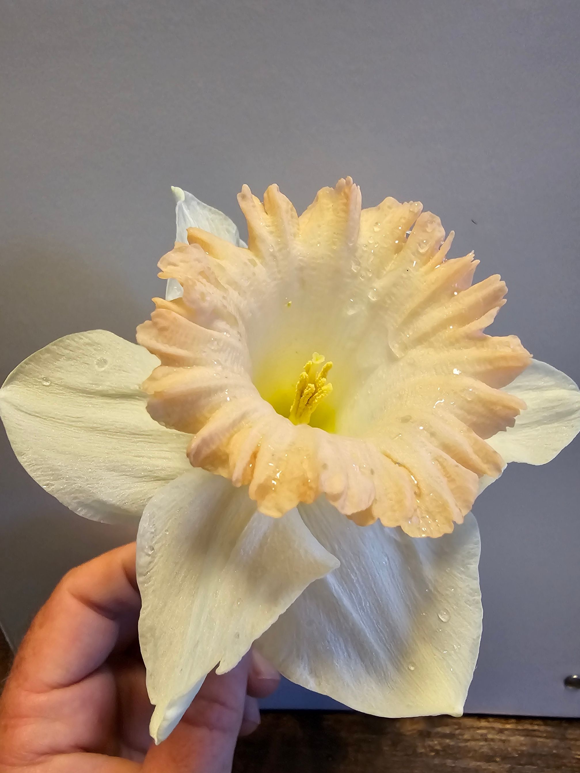 Close-up of a single daffodil with ruffled peach trumpet center
