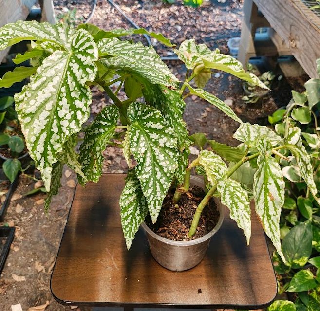 Begonia 'White Ice'