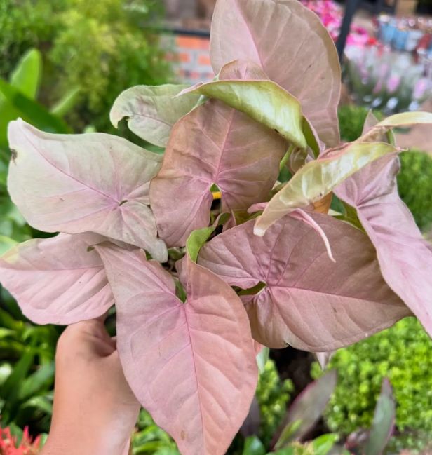 Syngonium podophyllum 'Pink Allusion'