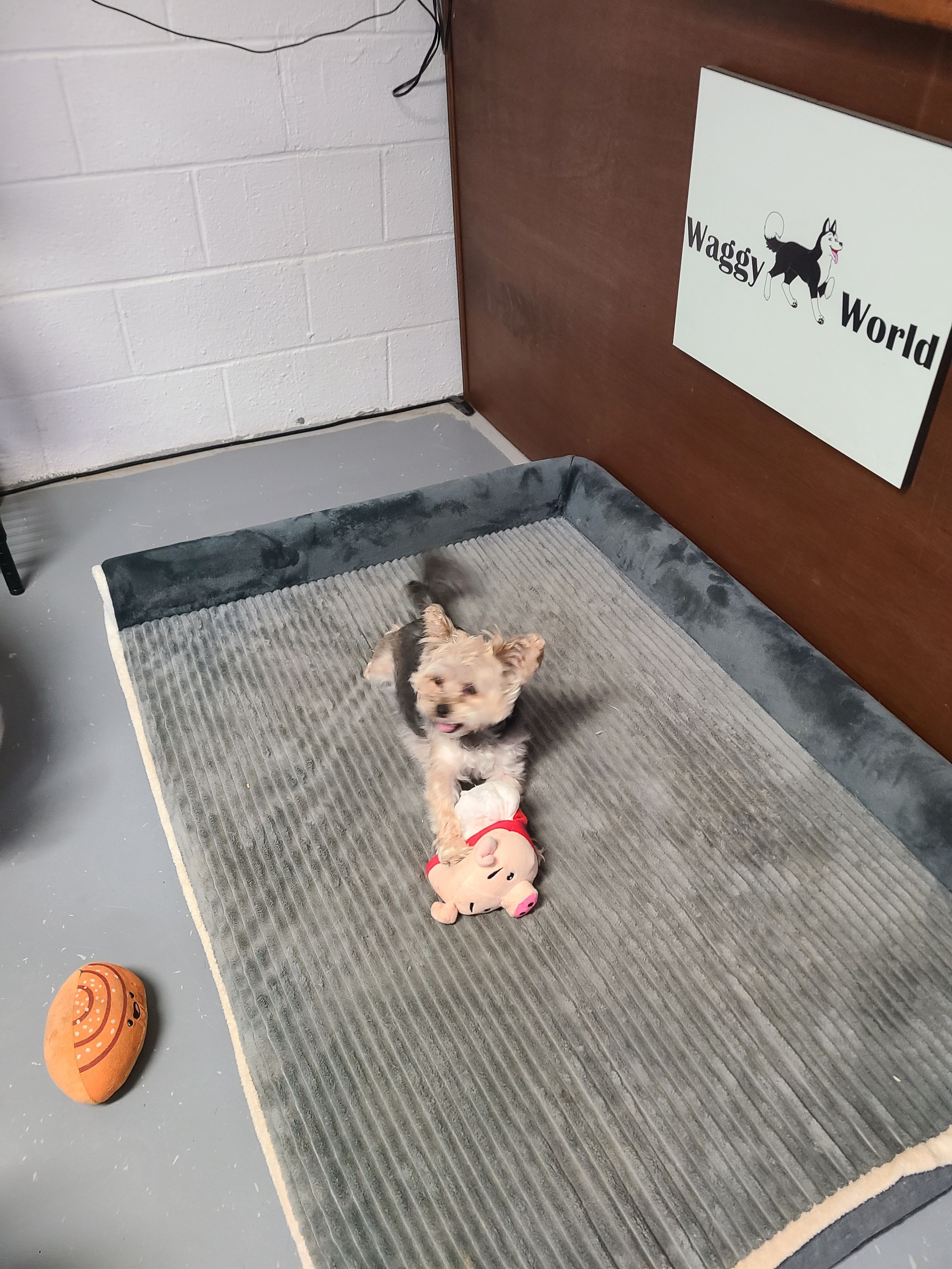 Dog with toy