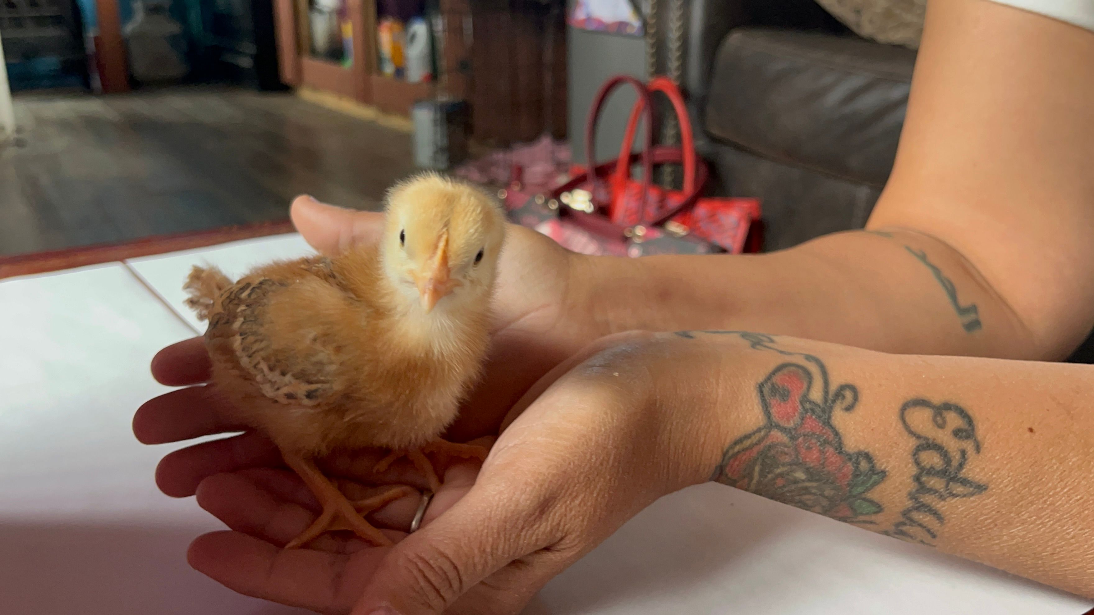 Ginger the Rhode Island Red chick held in caring hands