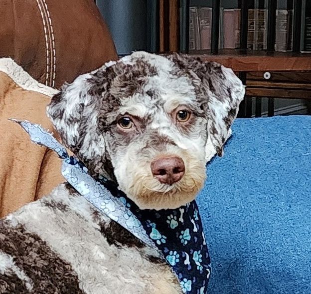 Chester