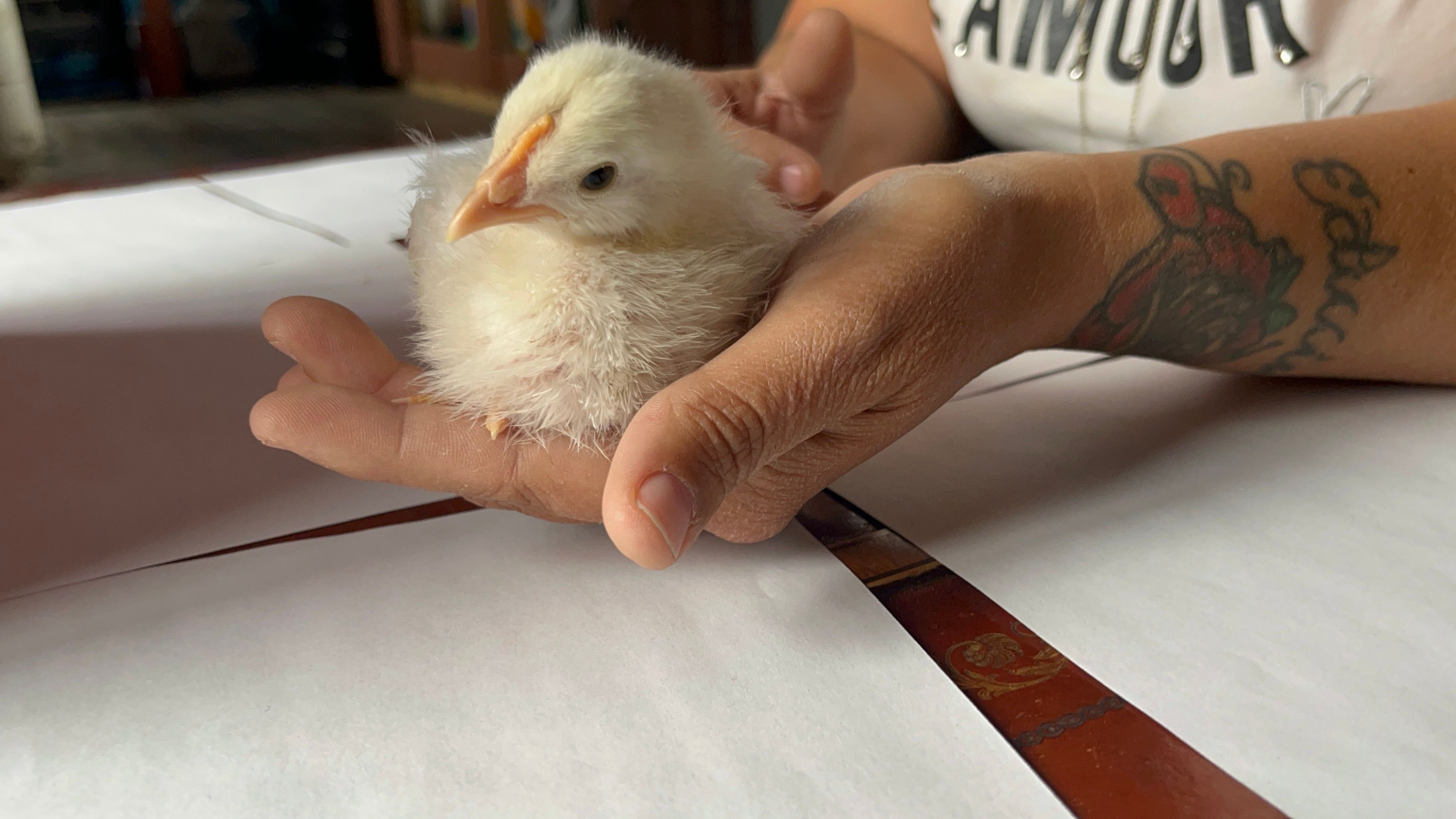 Lili the Pearl White Leghorn chick resting gently in hand