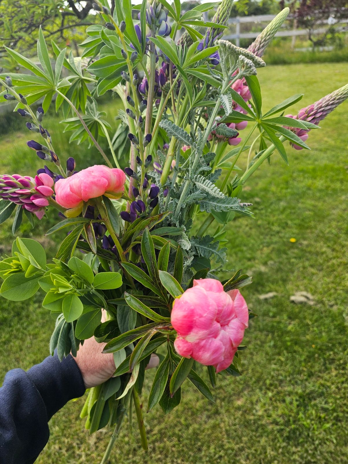 Freshly harvested bouquet of peonies and lupines from the farm