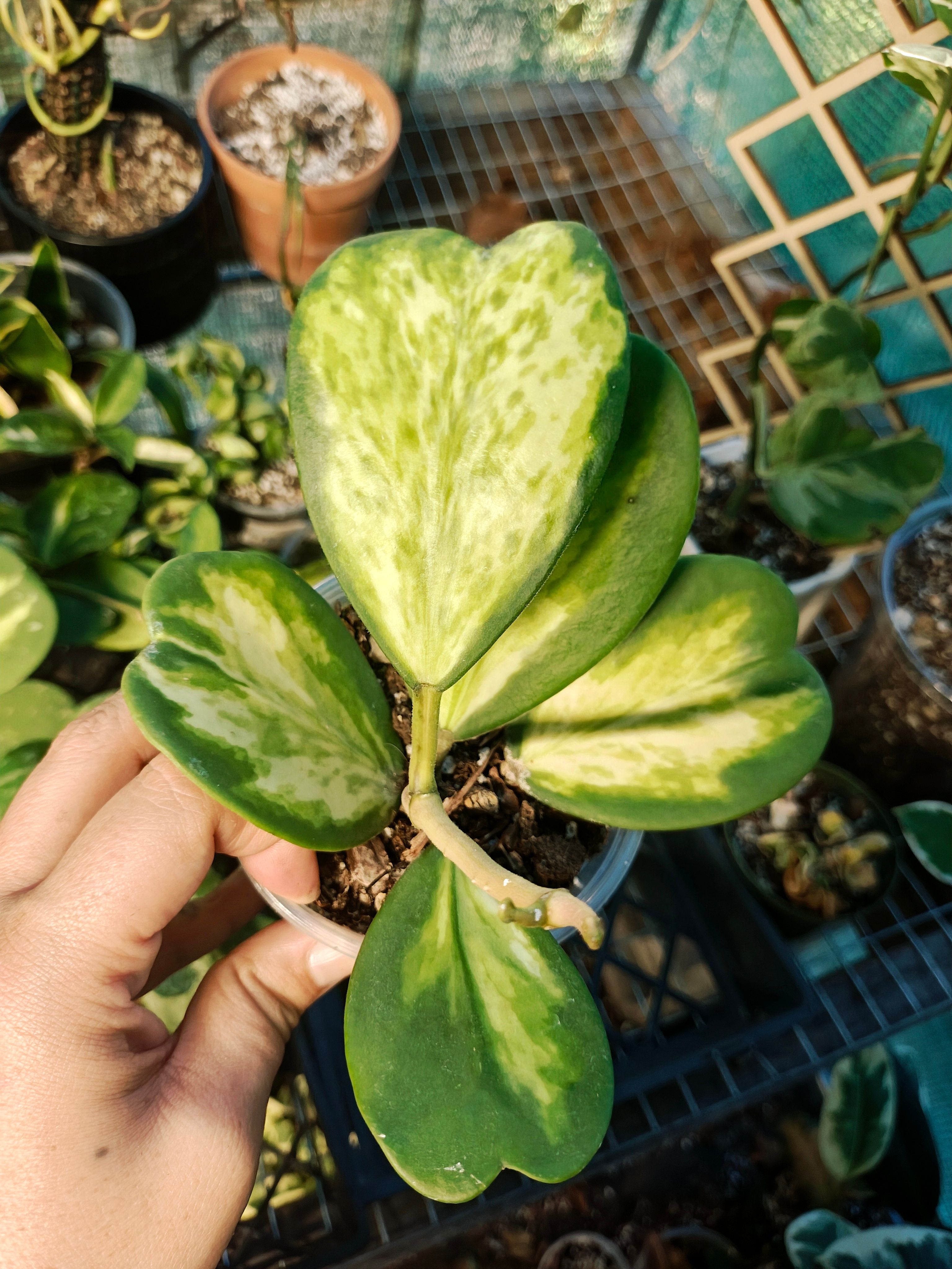 Hoya Kerri Speckles