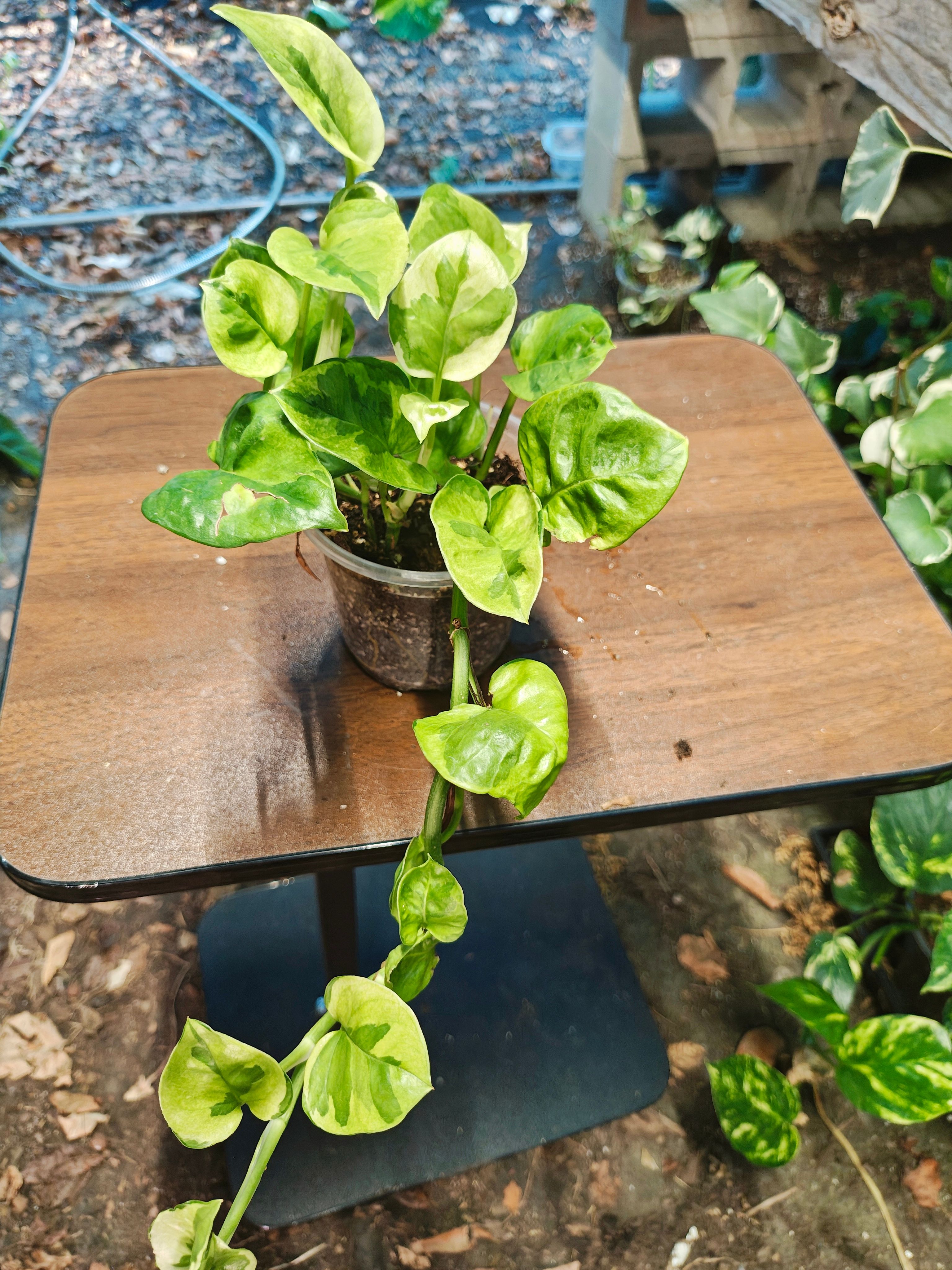 Pothos Lizard Queen