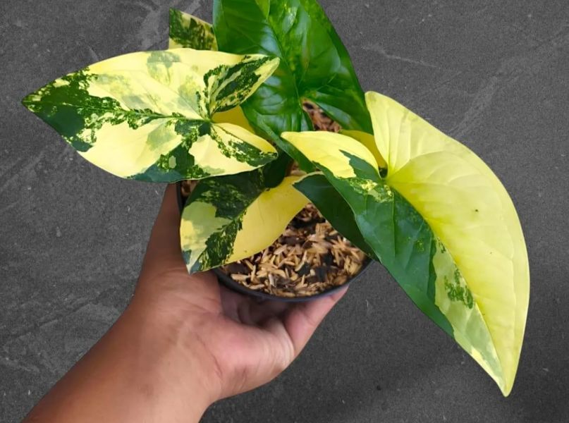 Syngonium podophyllum 'Aurea Variegata'