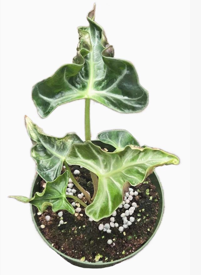 Alocasia 'Loco'