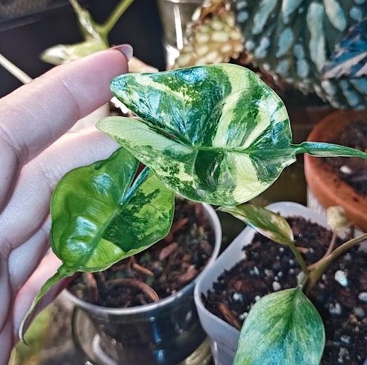Alocasia Stingray Aurea Pup