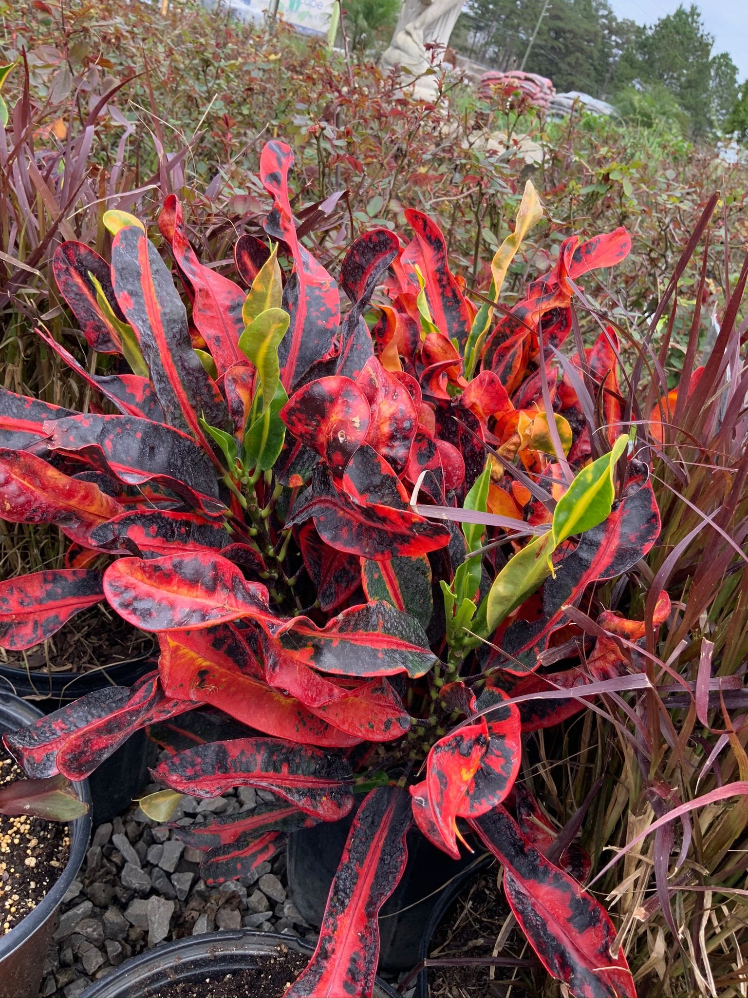 Colorful plants at Secret Gardens