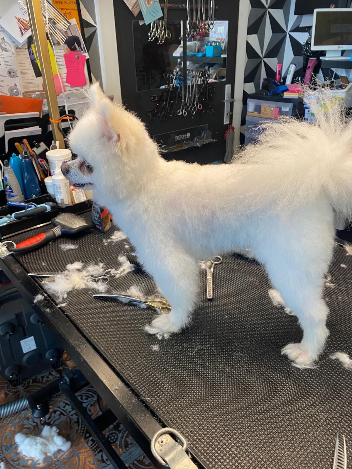Dog on the grooming table
