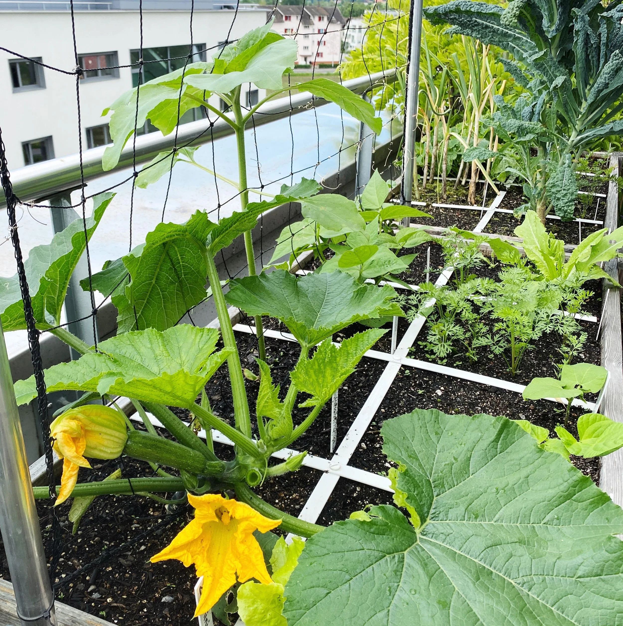 Summer garden with blooming courgette