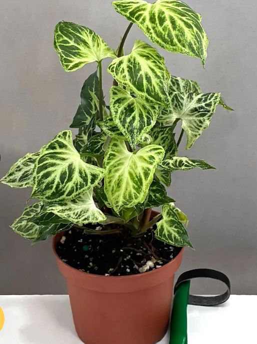 Syngonium Batik