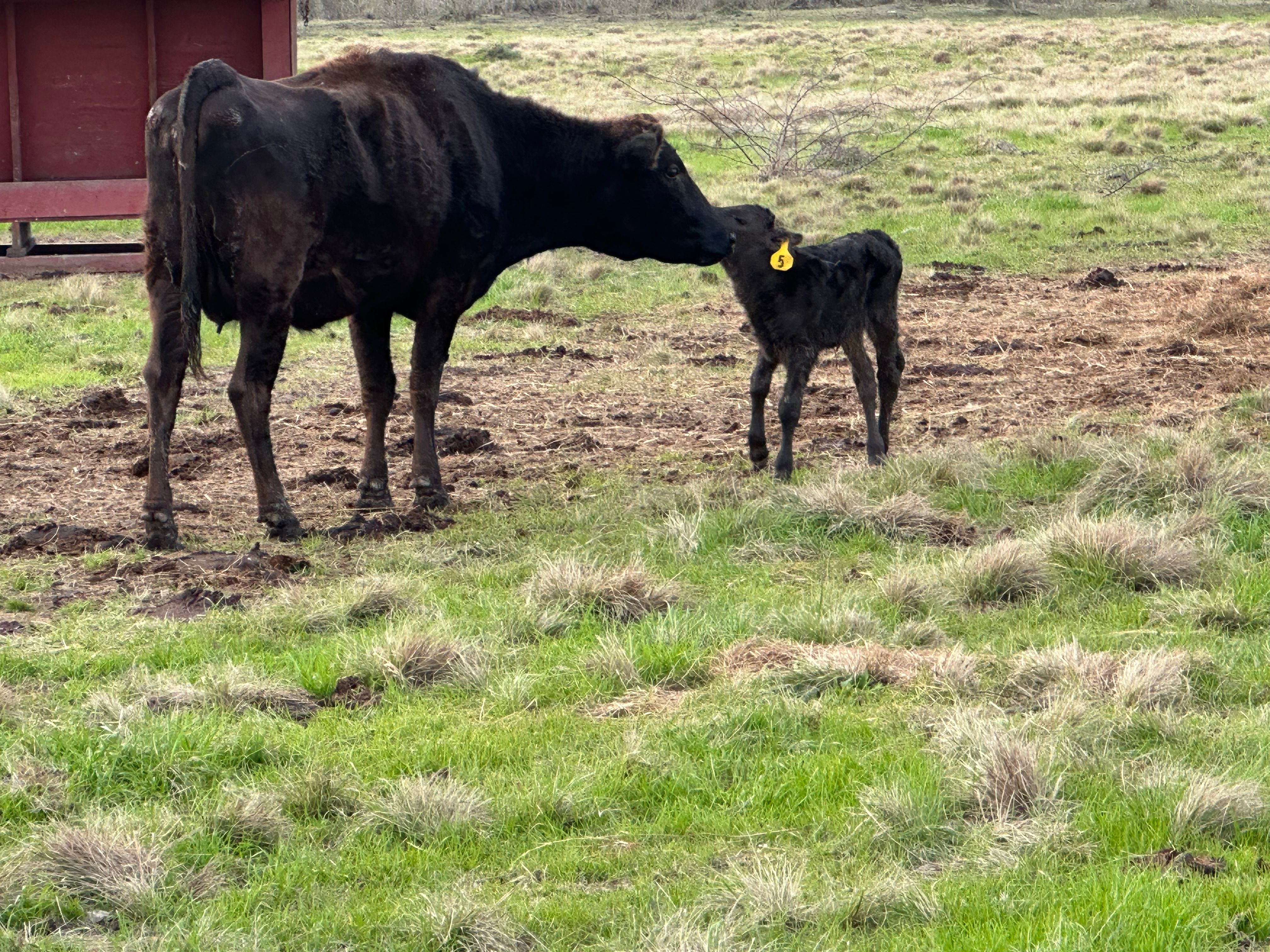 Cattle at Jus' Right Ranch