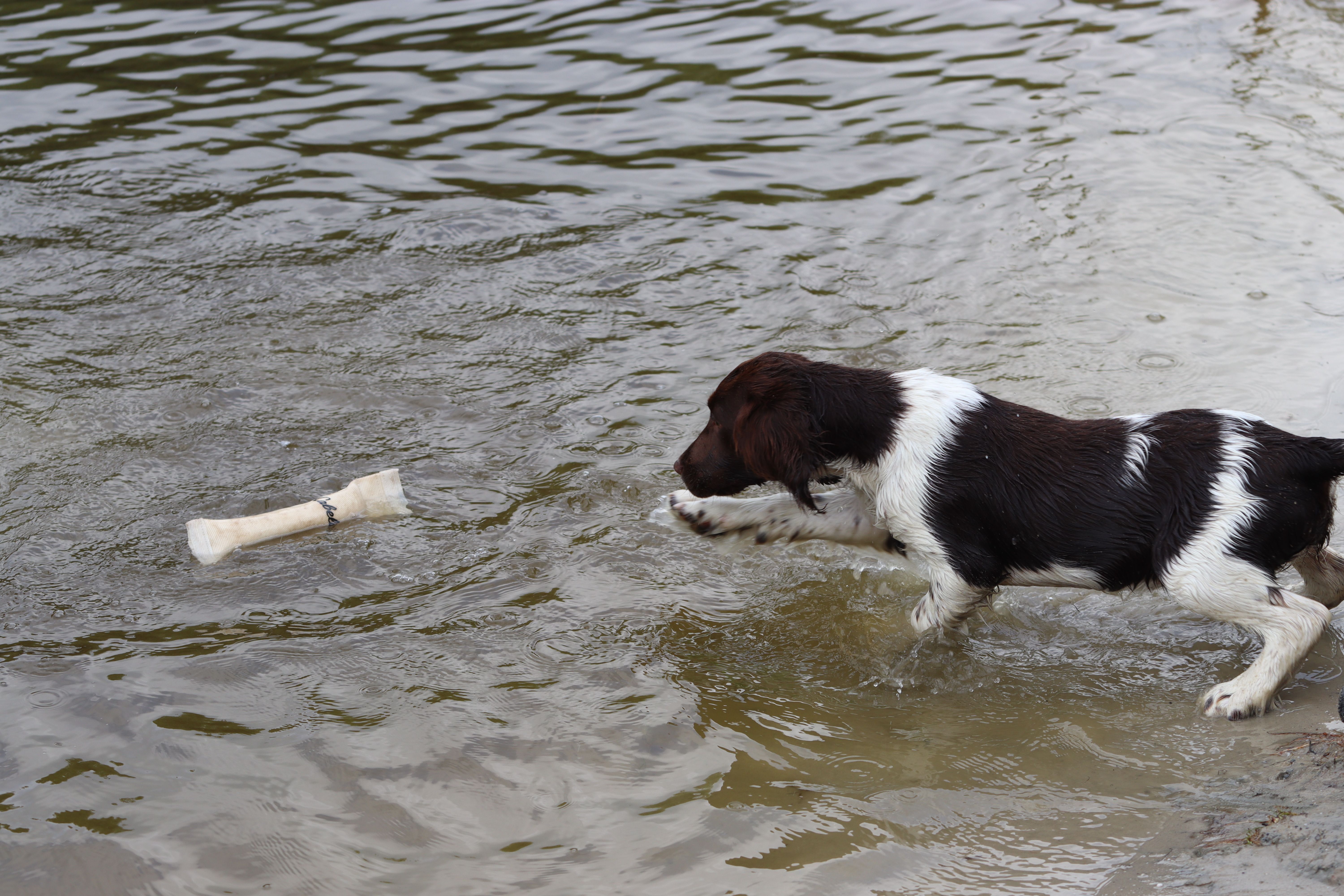 Hond pakt bot uit het water