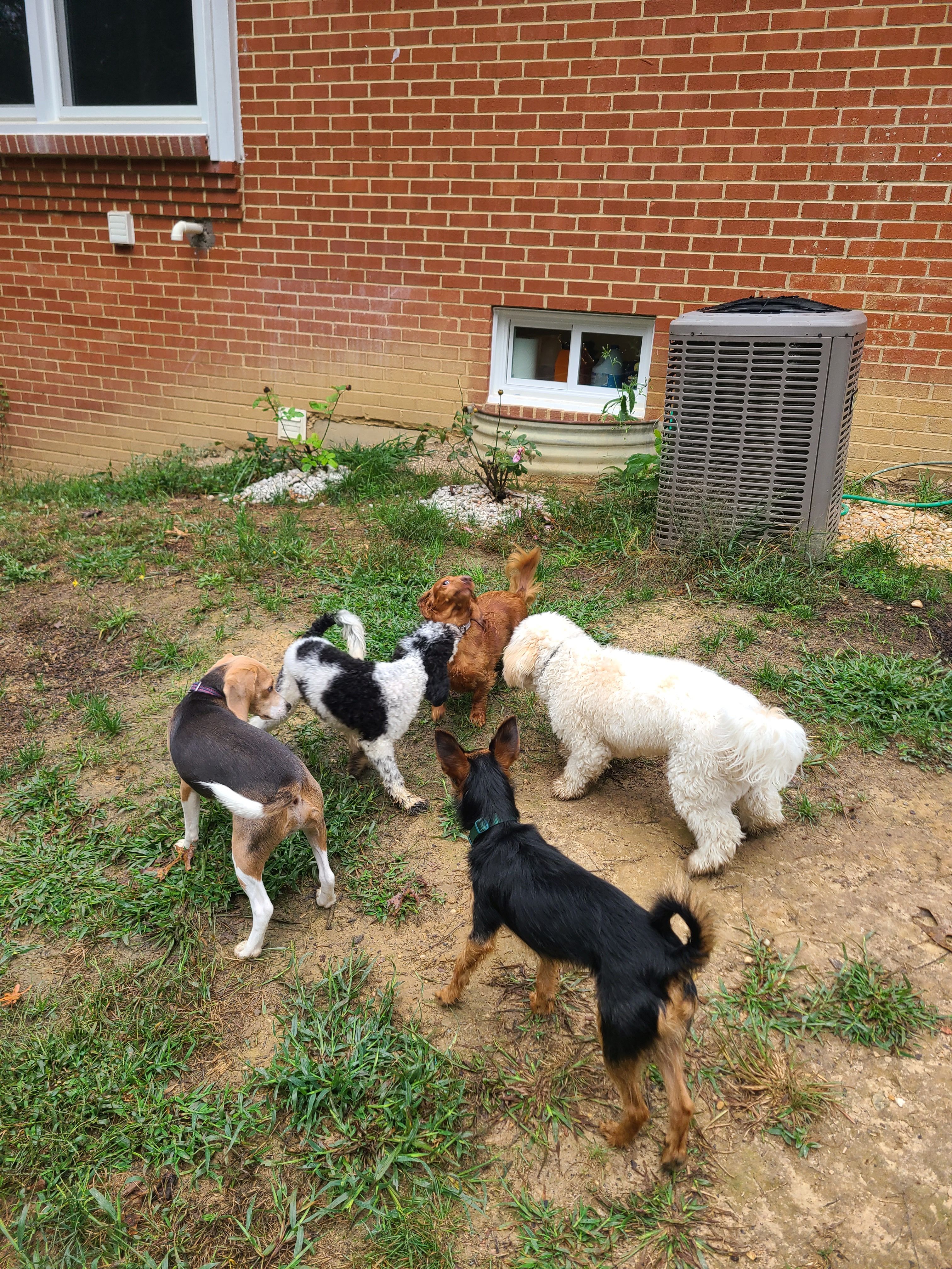 Five dogs playing in the yard