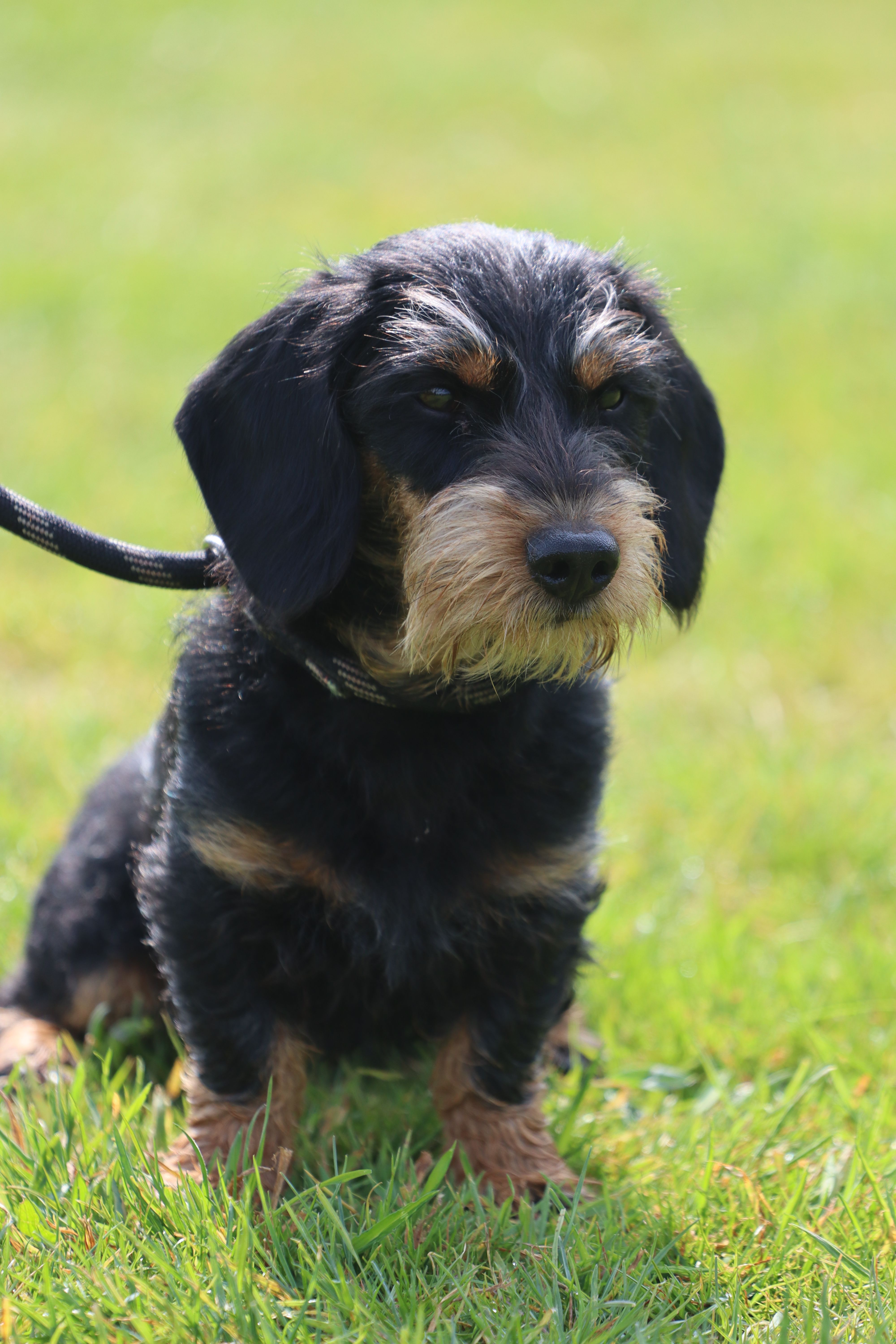 Zwart-bruine pup zit in het gras