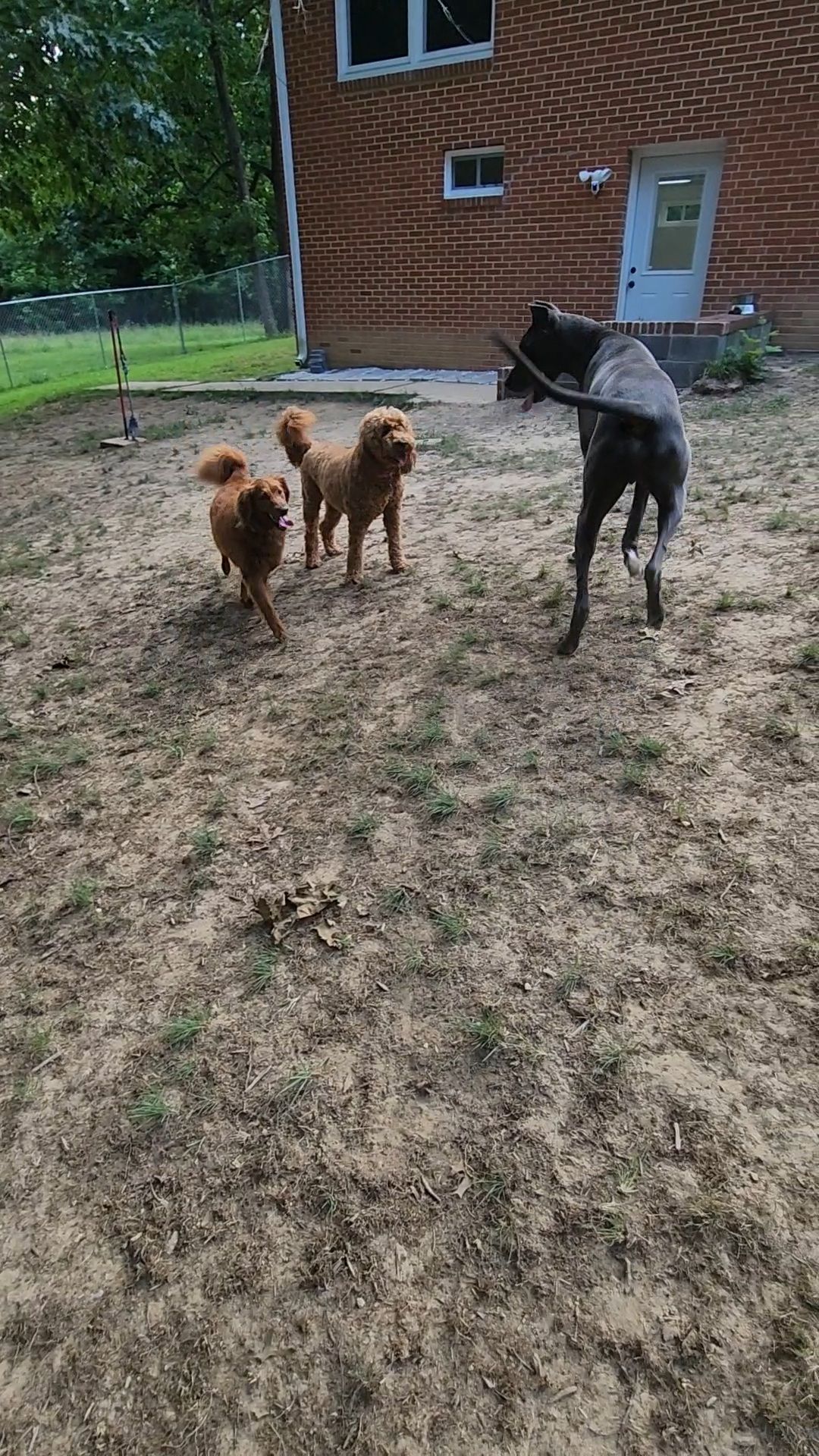 Three dogs in backyard