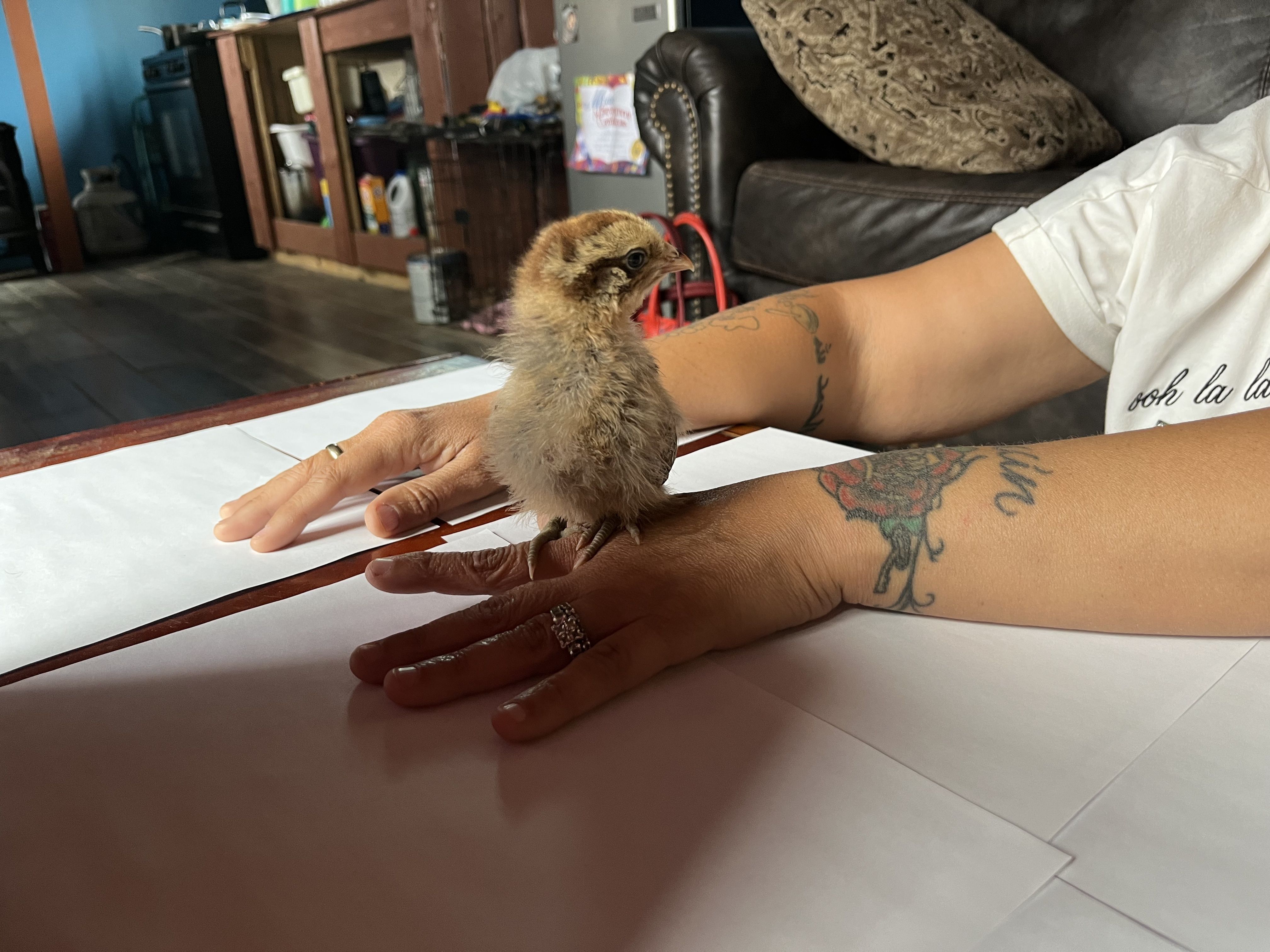 Lady the Ameraucana chick standing proudly on a hand