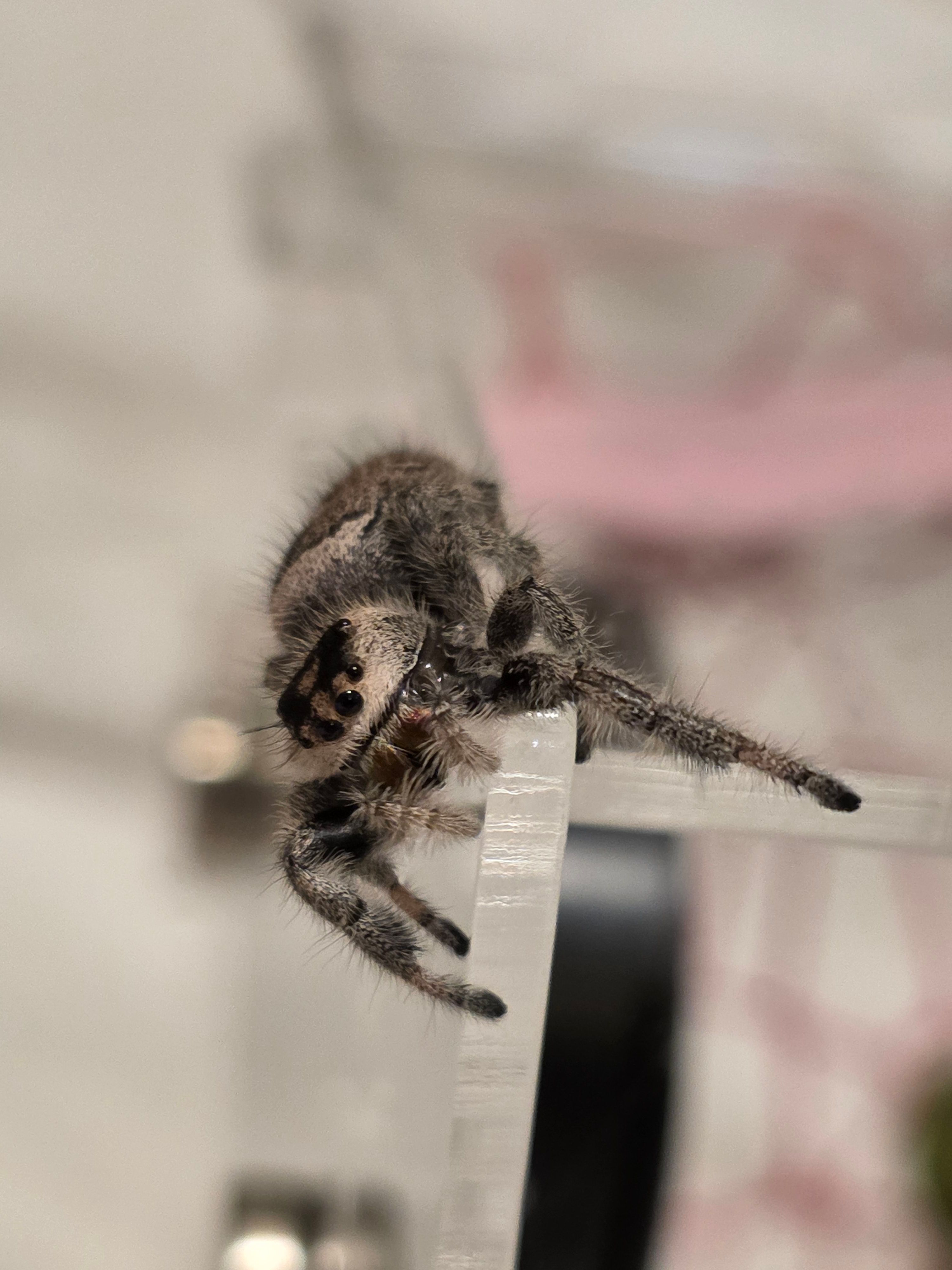 Jumping spider