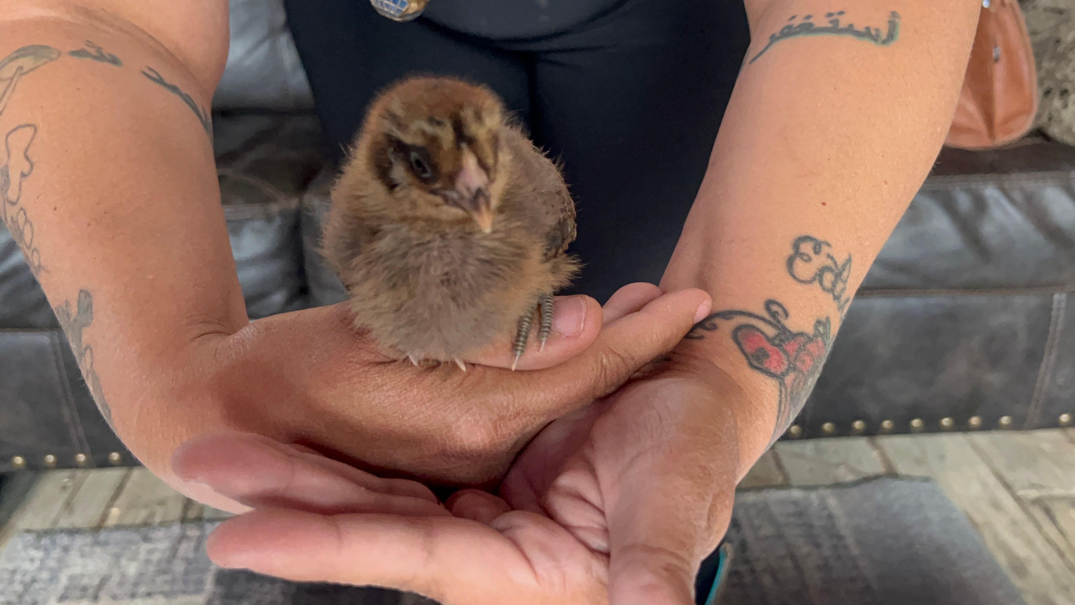 Lucy the Ameraucana chick perched on hands