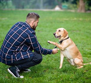 Professional dog handler with dog