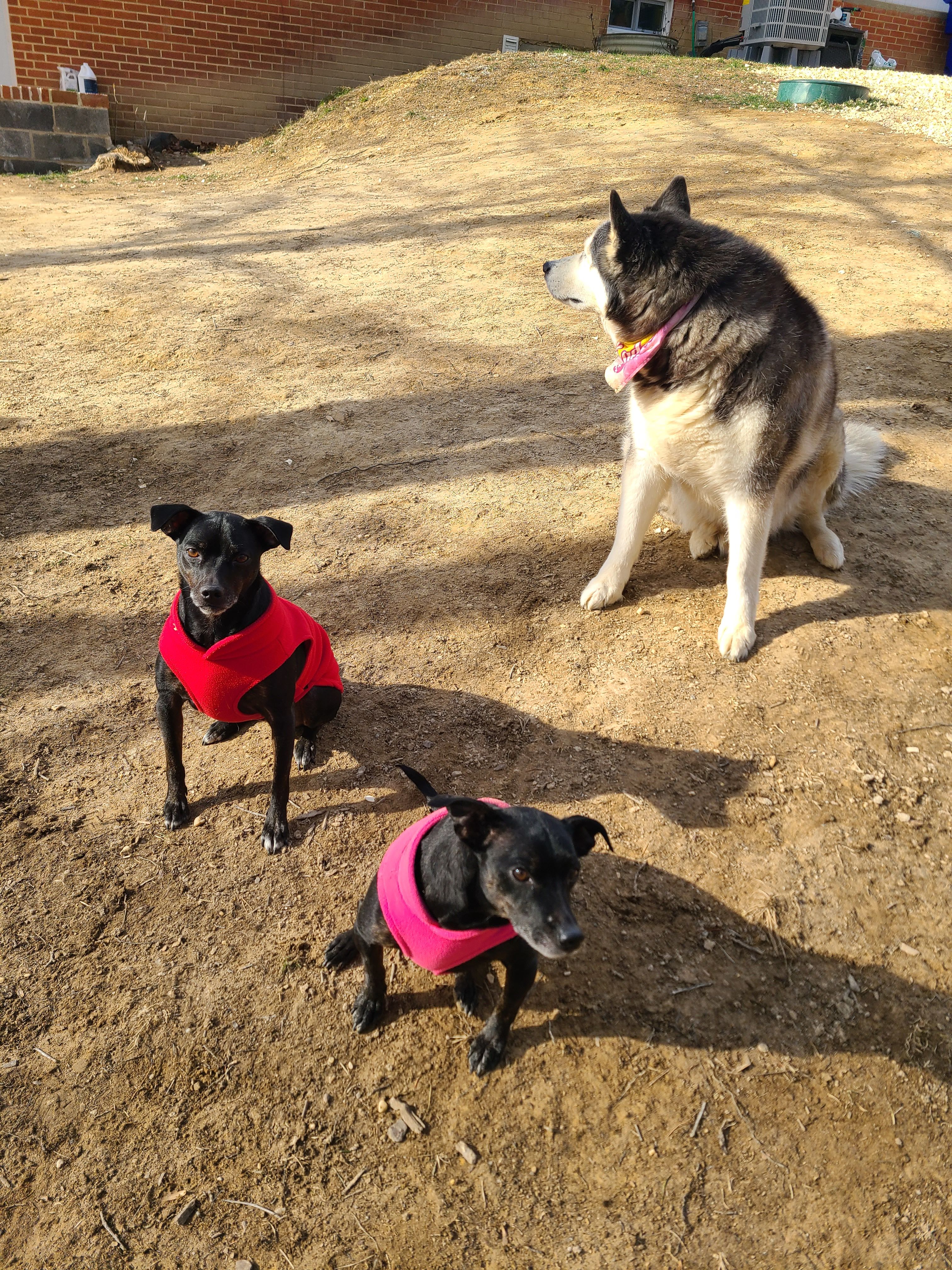 Three dogs with bandanas