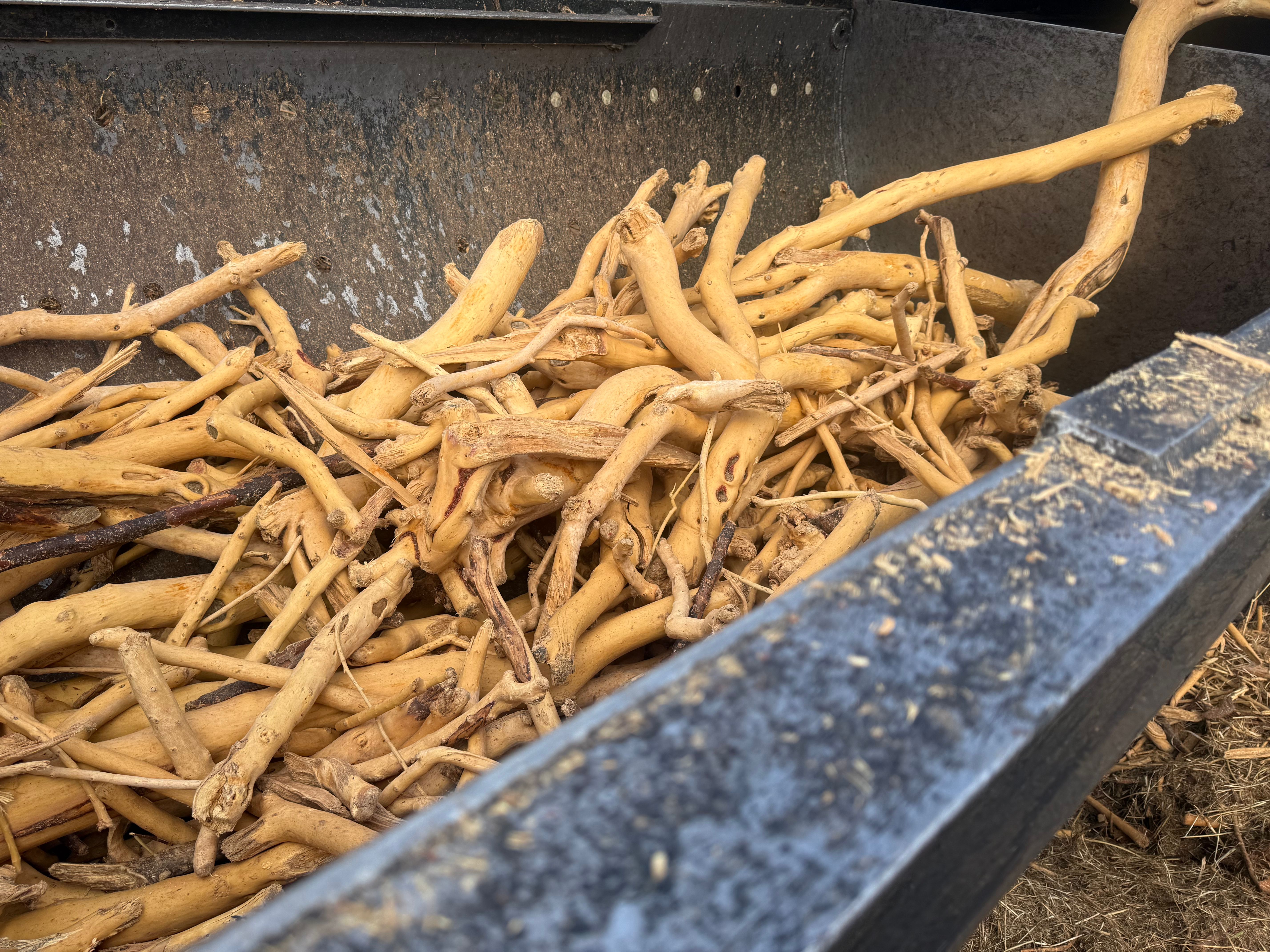 Graded sandalwood roots in container