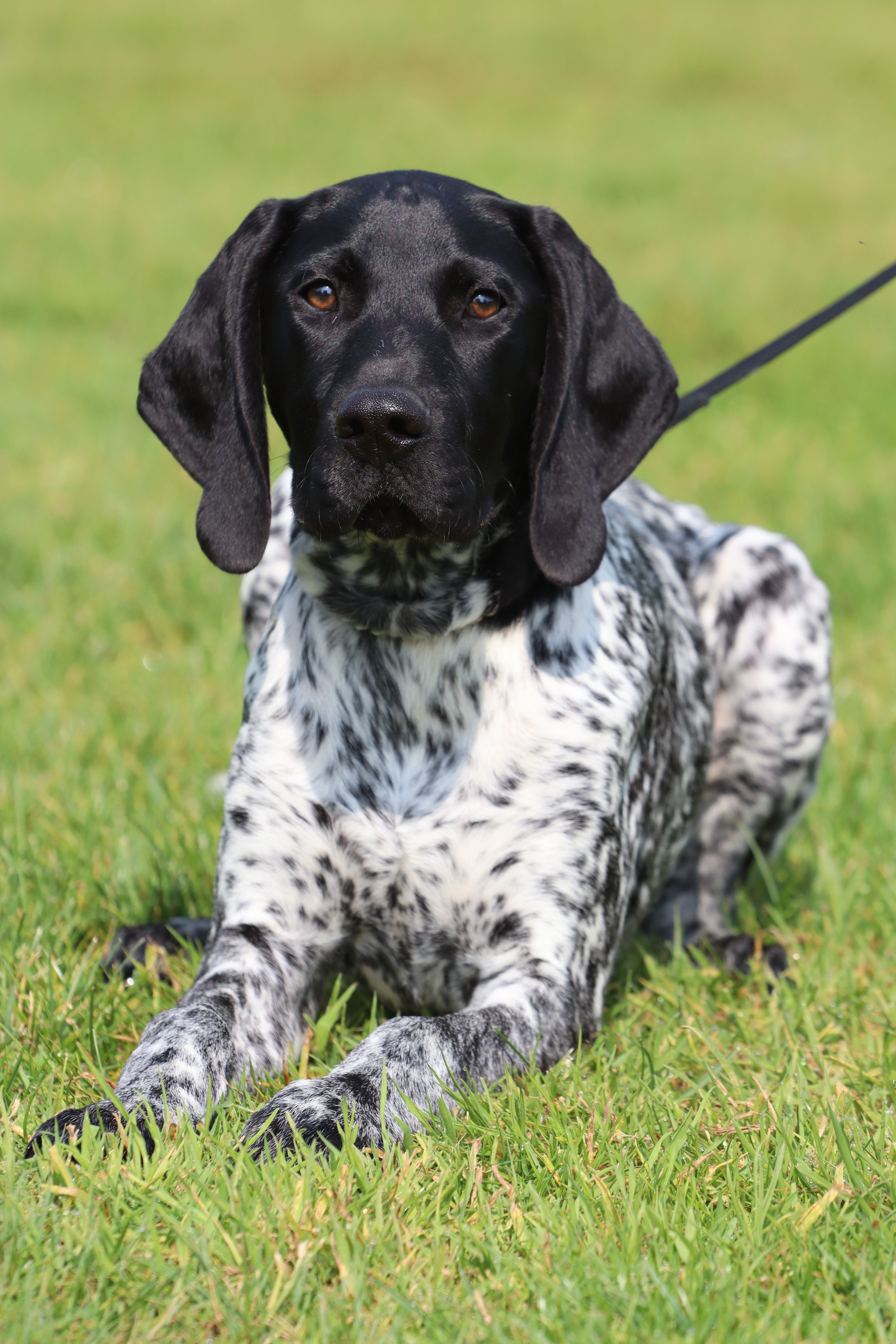 Zwart-witte hond ligt op het gras