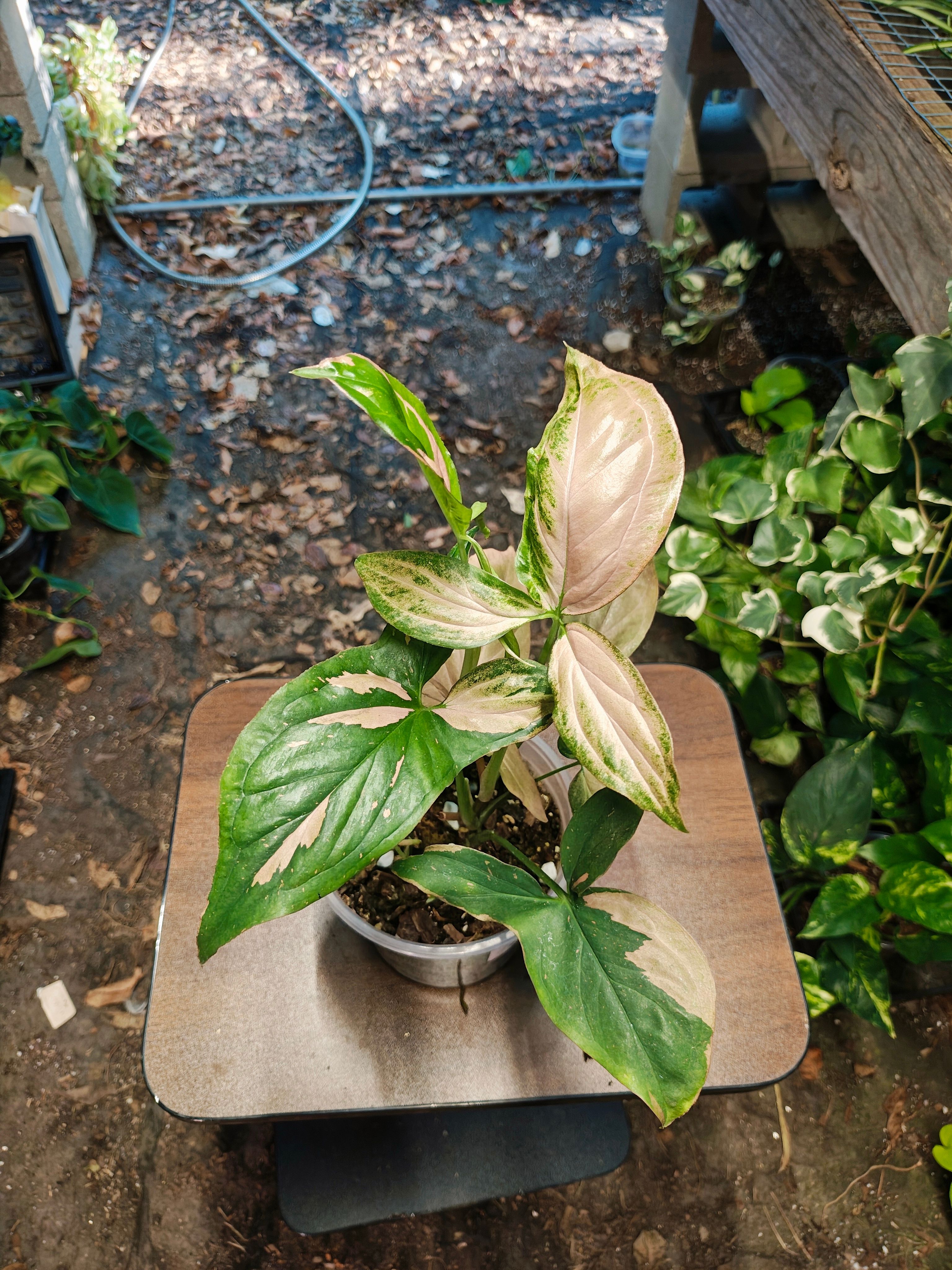 Syngonium podophyllum 'Red Spot Tricolor'