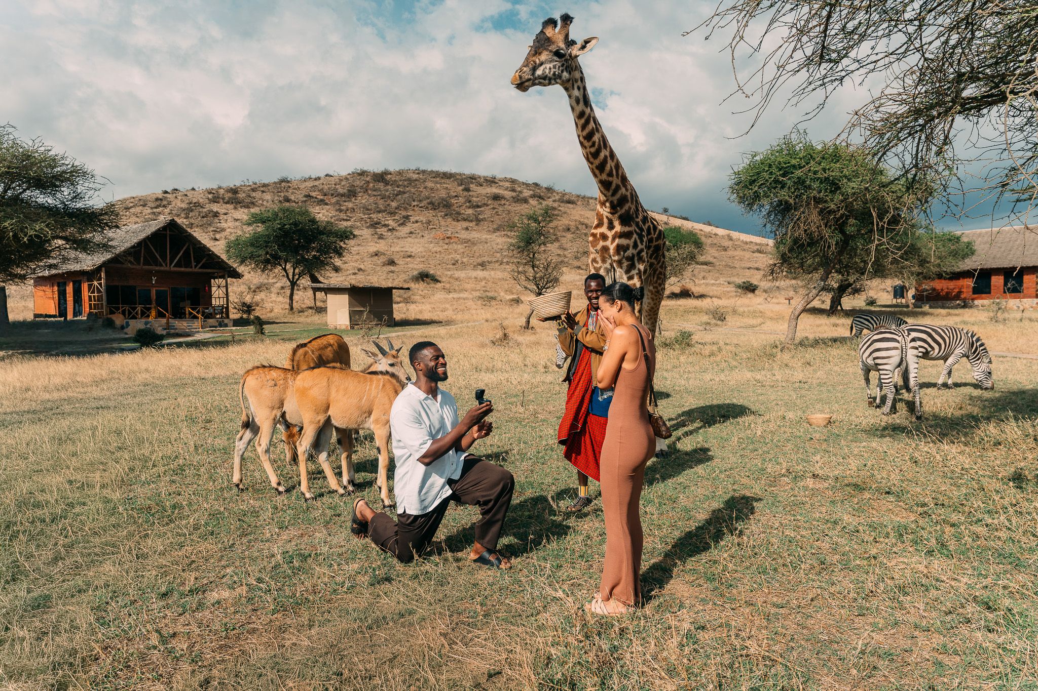 Surprise engagement proposal at Serval Wildlife Park with giraffes and zebras