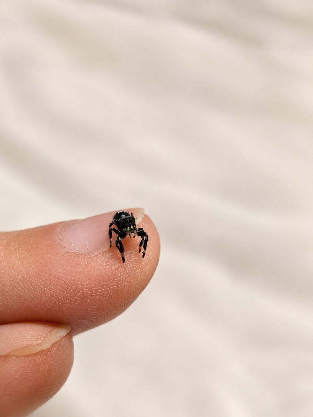 Jumping spider close-up