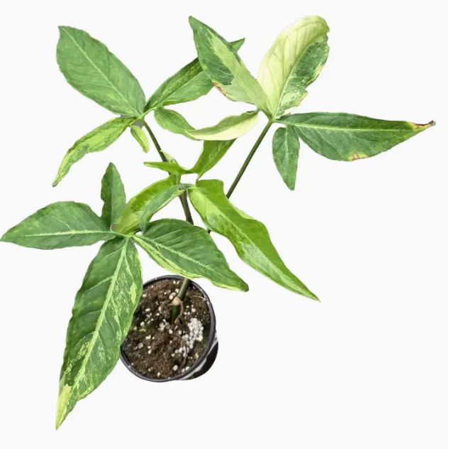 Syngonium 'Angustatum Aurea'
