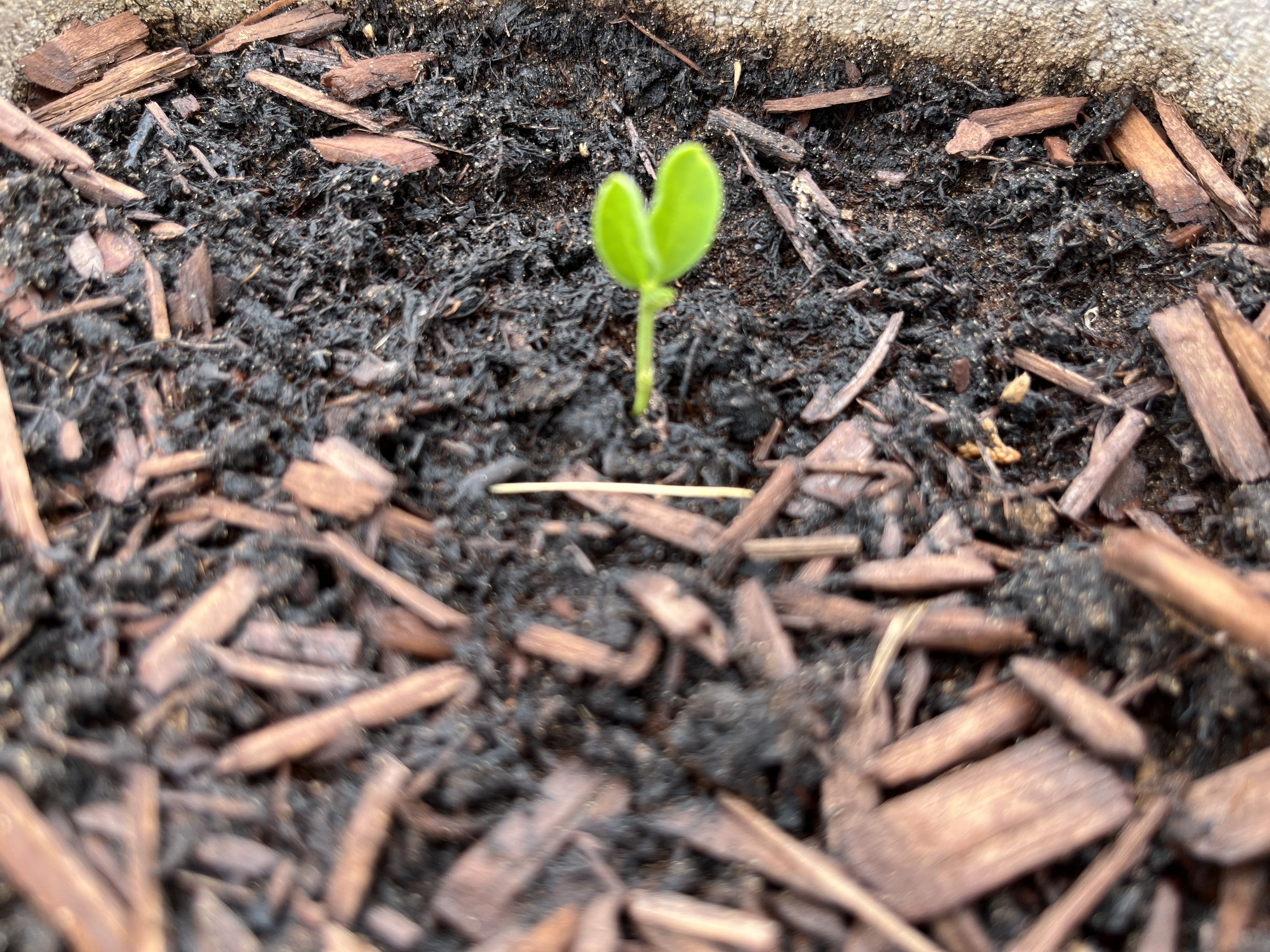 Heart-shaped seedling emerging from the soil โ the very beginning of growth