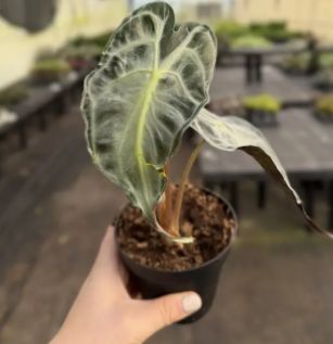 Alocasia 'Venom'