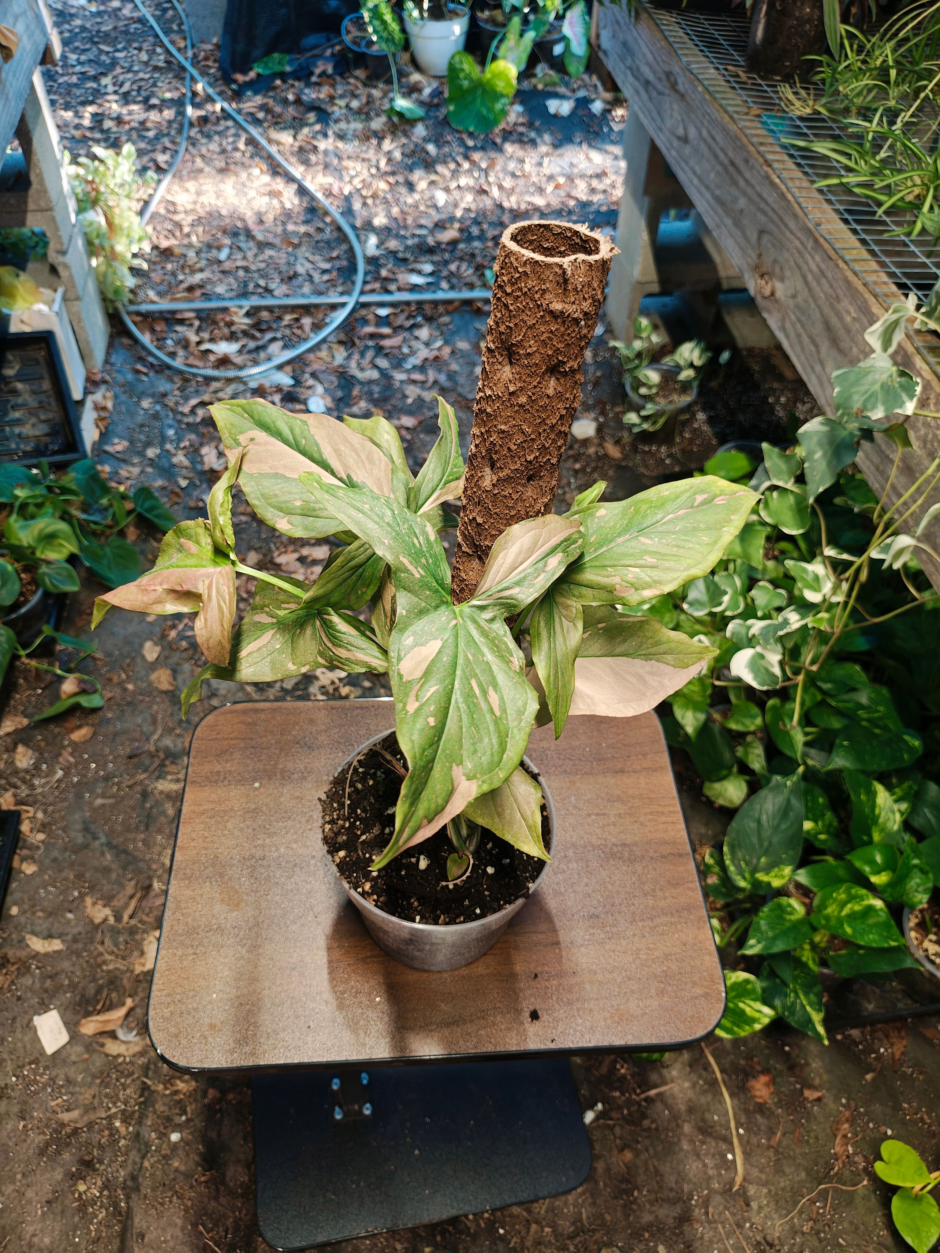 Syngonium Pink Splash
