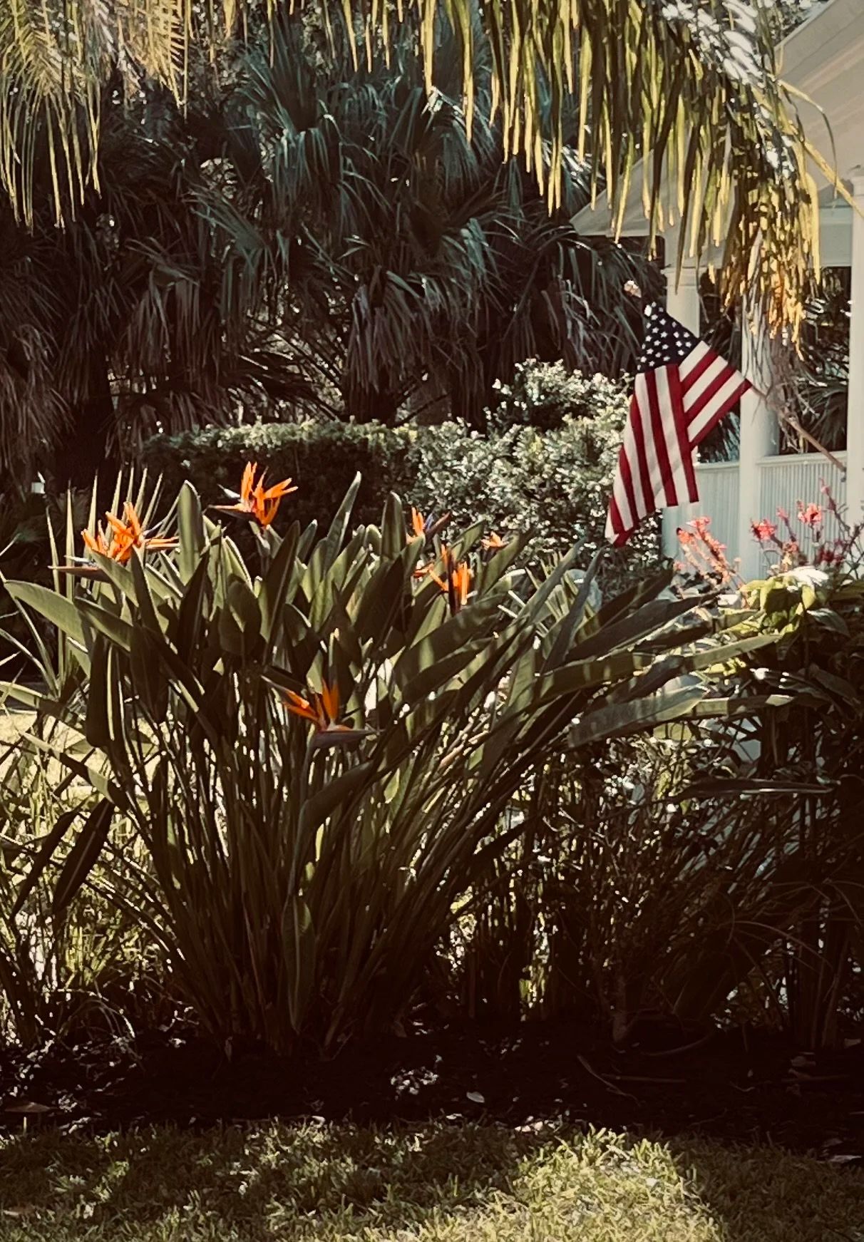 Lush garden with bird of paradise flowers