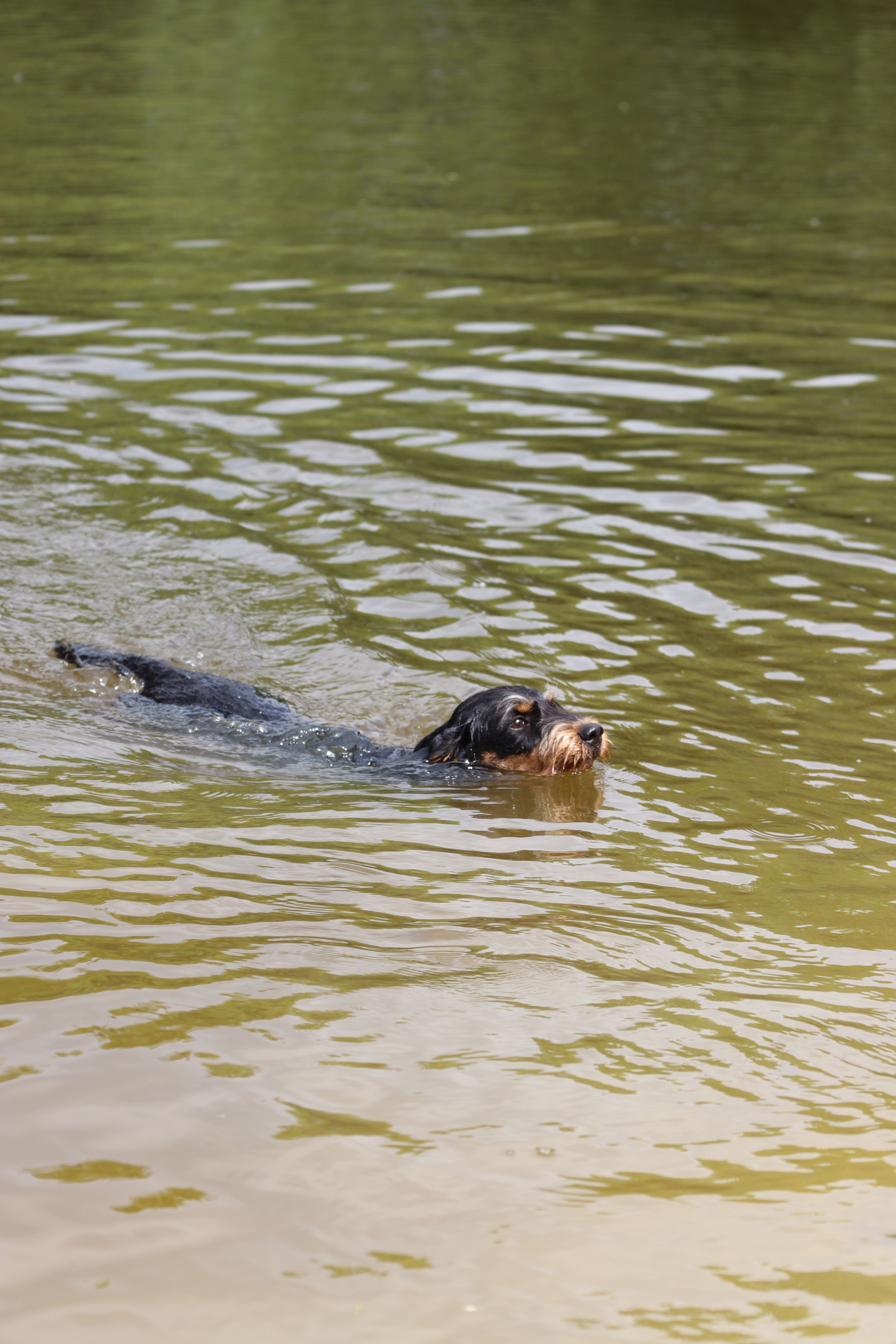 Zwart-bruine hond zwemt in het water