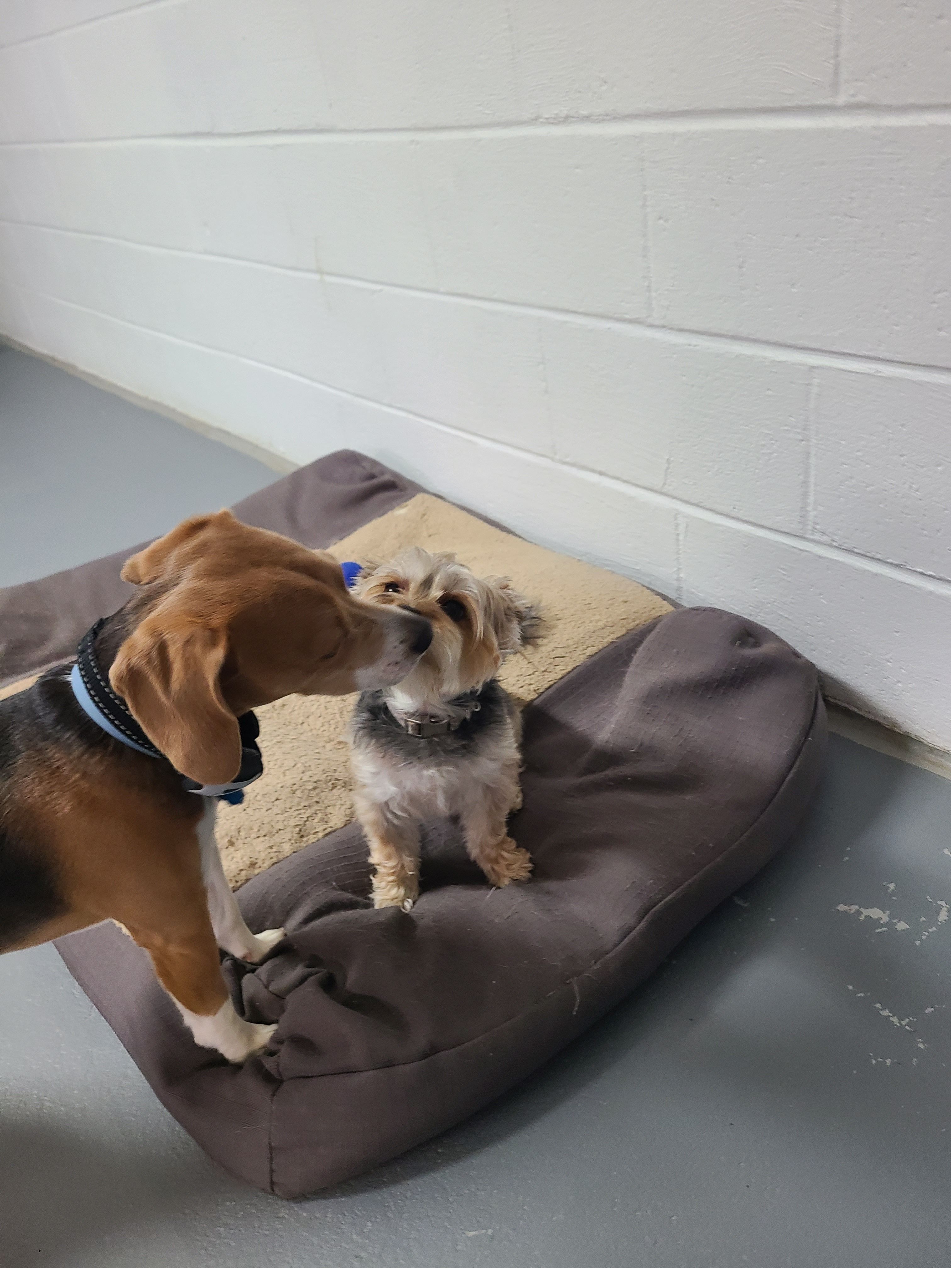 Dogs playing on bed