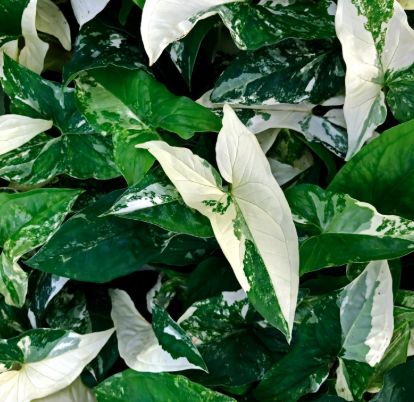 Syngonium ALBO