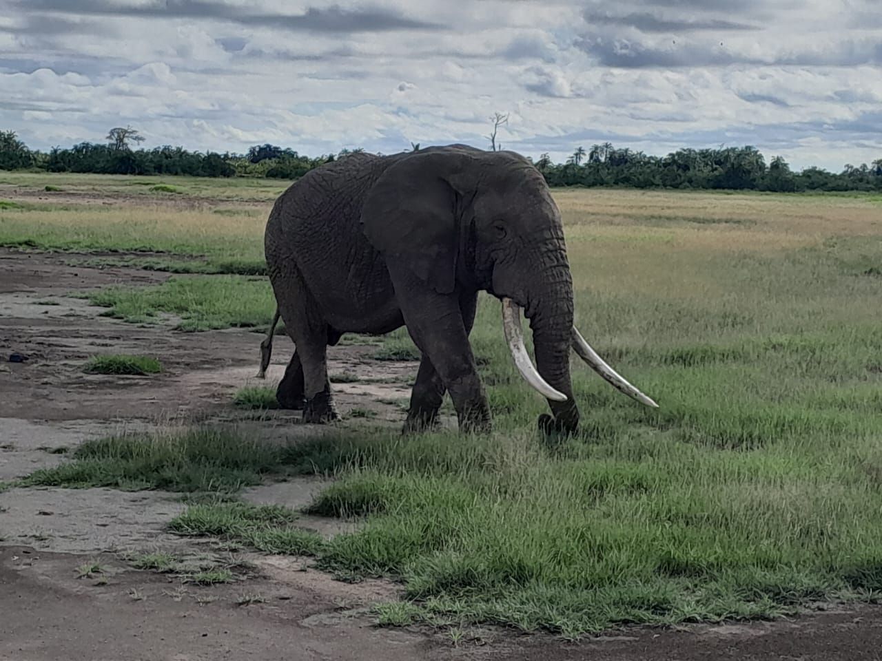 Majestic elephant with tusks in the Kenyan savannah