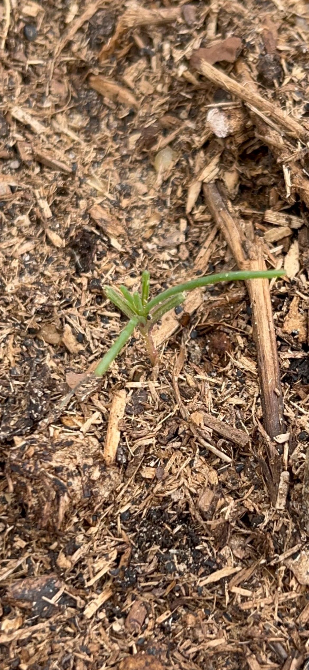 Young onion seedling with true leaves emerging from mulch at Javon's Legacy Farm