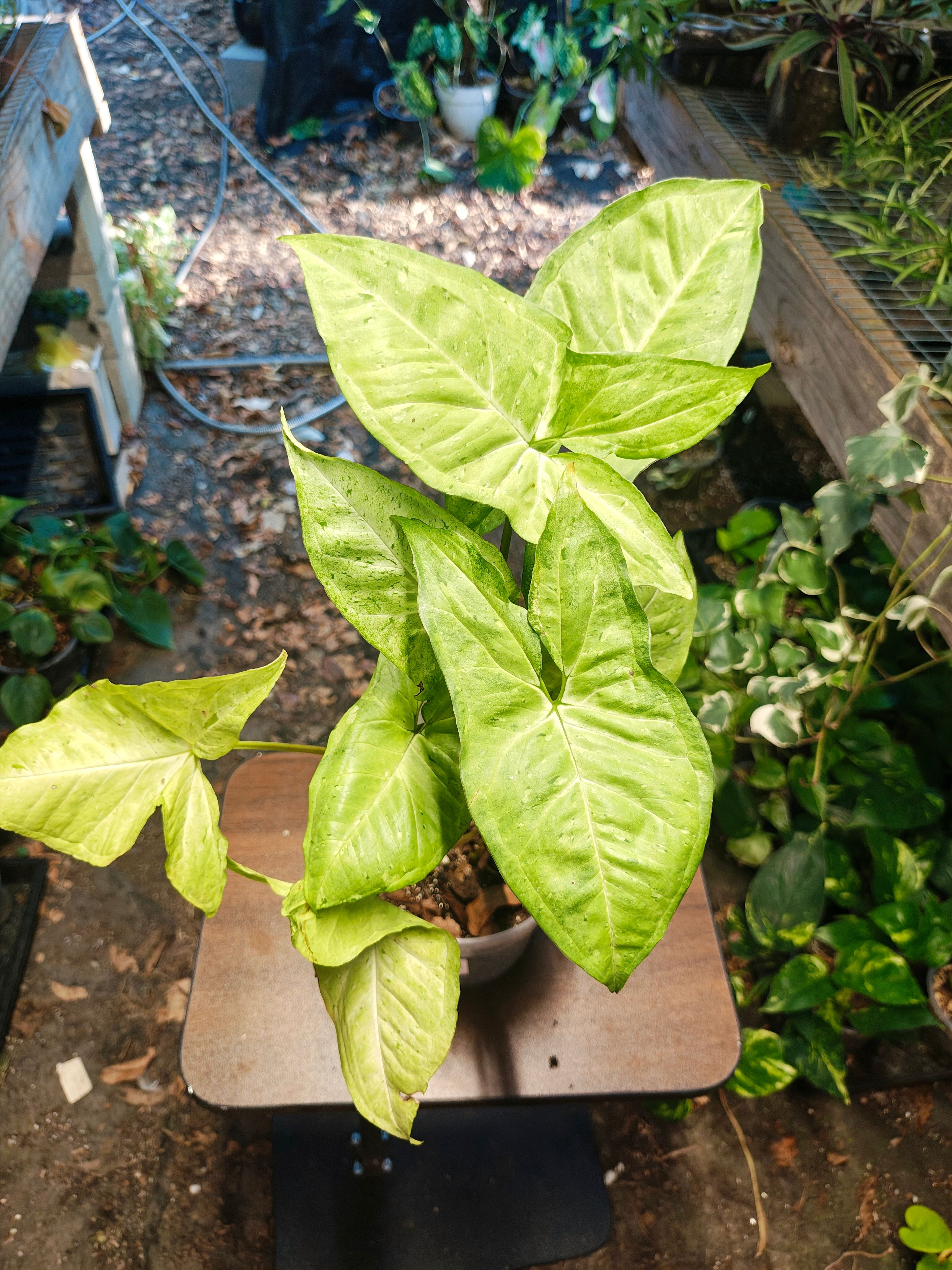 Syngonium green splash