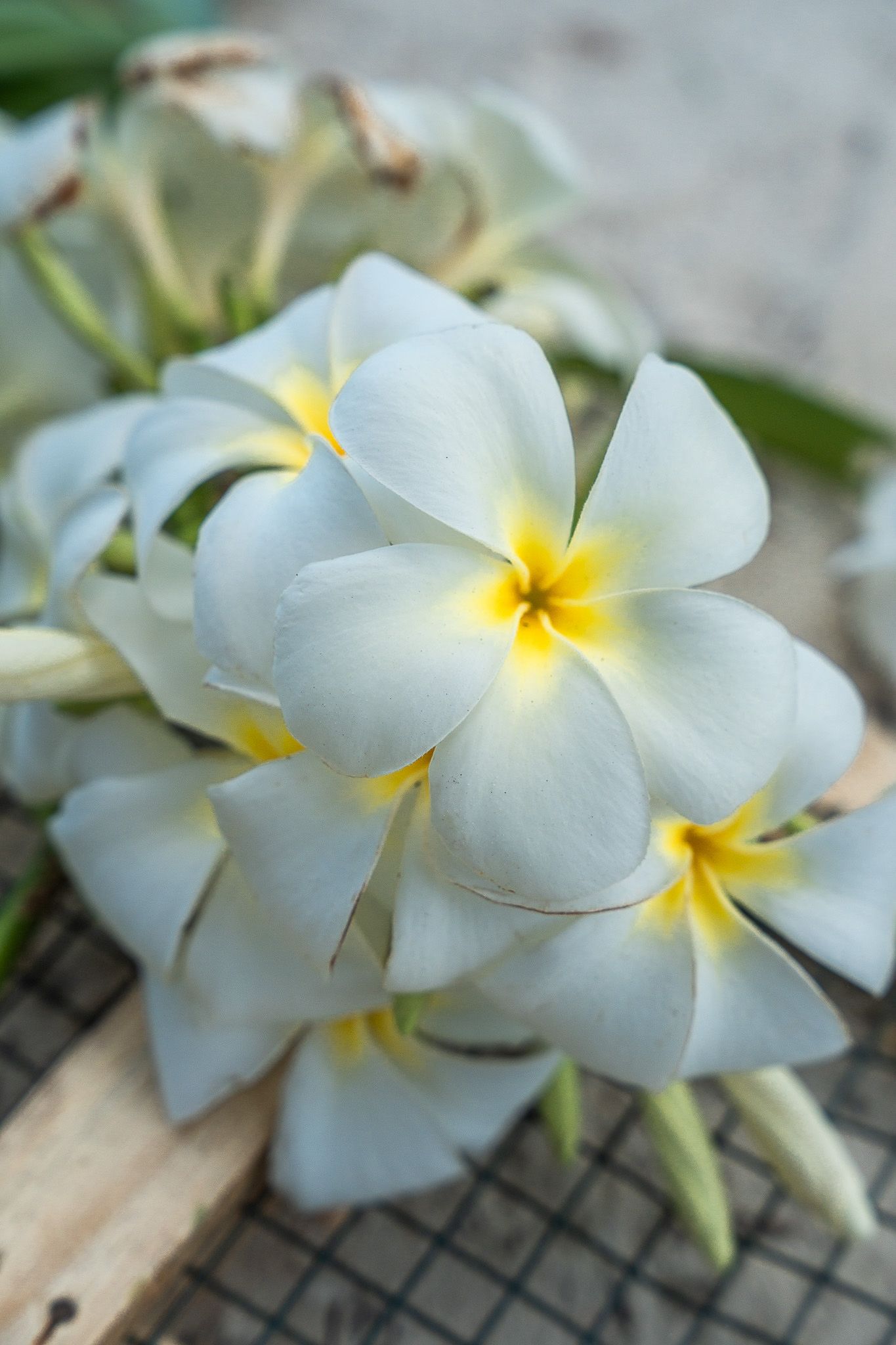 Close-up of fresh white frangipani flowers for decoration